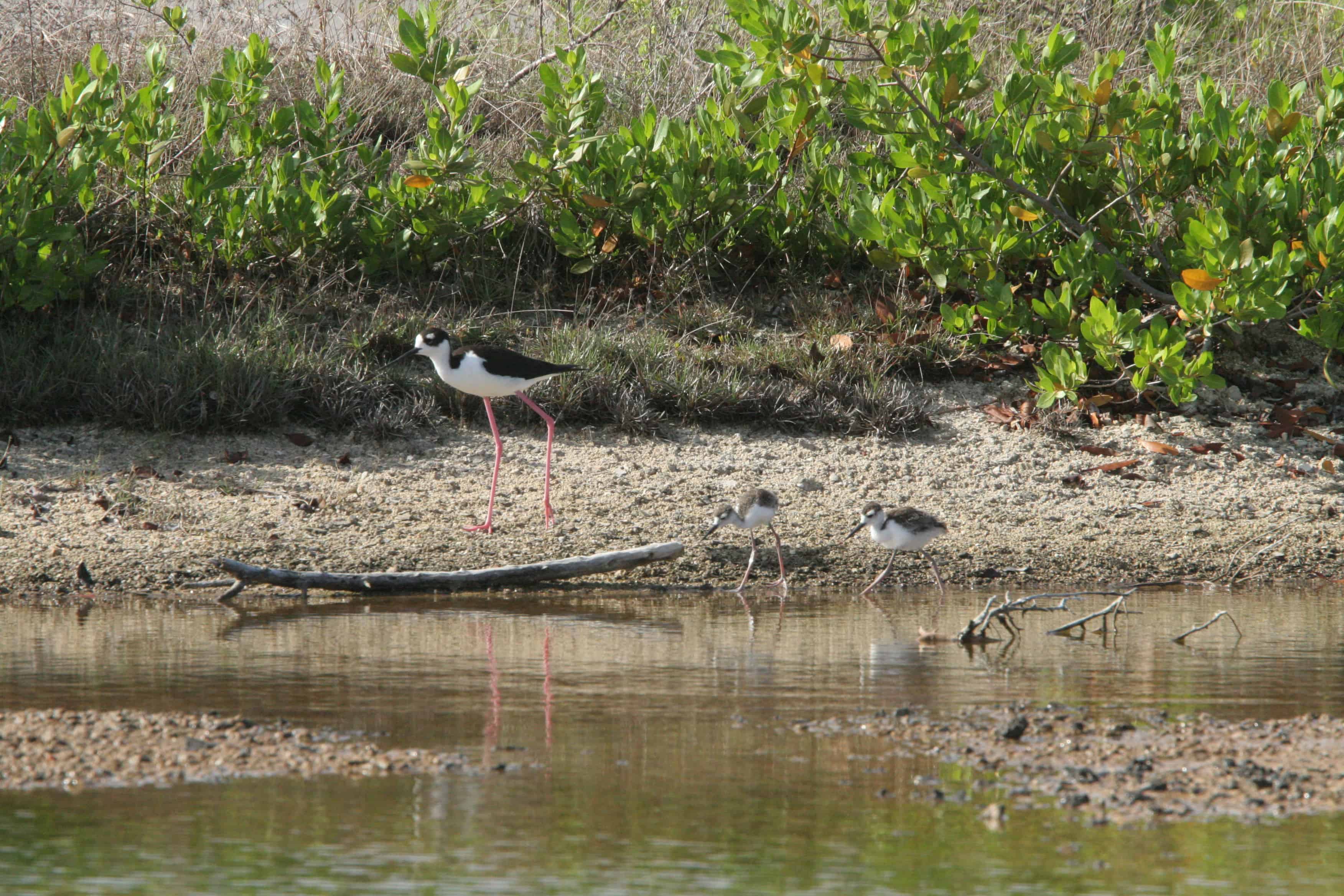 On one of the Mainland ponds, black-necked stilt guards and guides chicks which, like most shorebird chicks, hunt their own food even when newly hatched. Copyright: Dr Mike Pienkowski