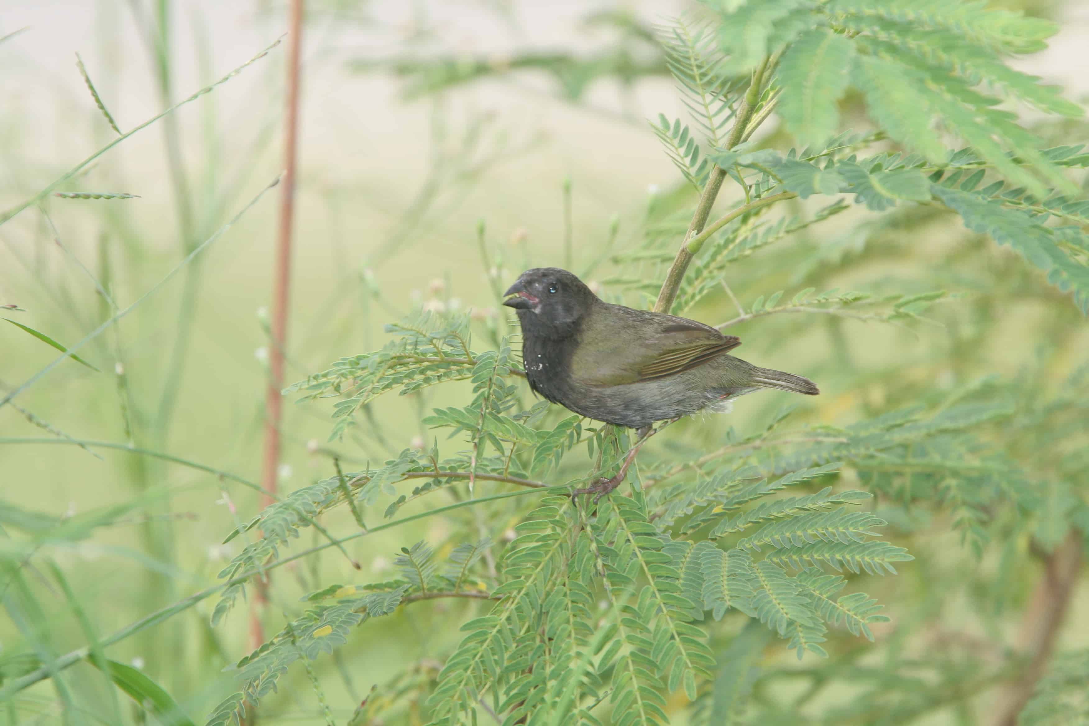 Male black-faced grassquit, a bird of scrub and grassland; Copyright: Dr Mike Pienkowski