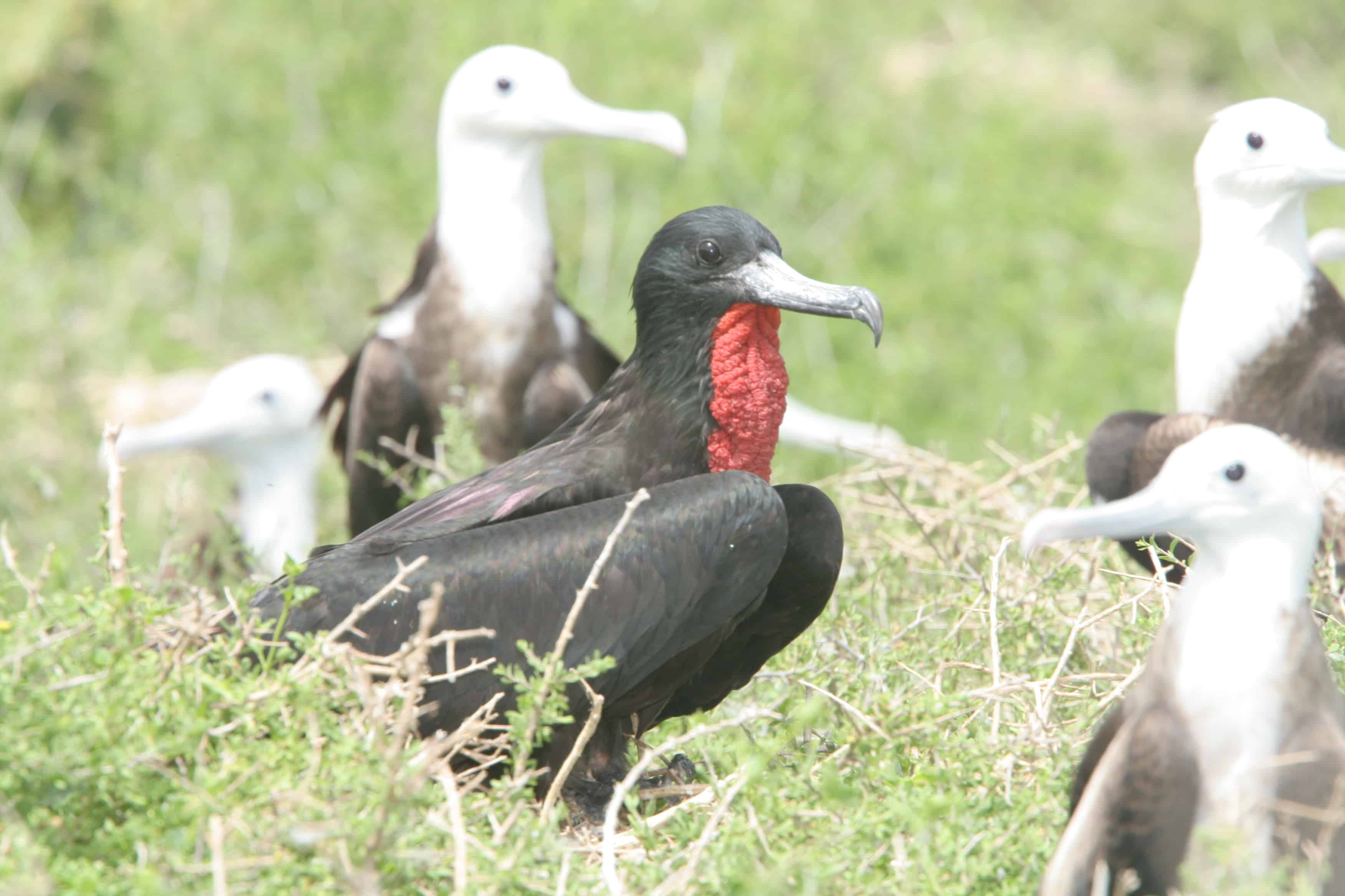 Male magnificent frigatebird (with inflatable throat pouch for display), surrounded by immatures, in the colony on Dog Island. Copyright: Dr Mike Pienkowski