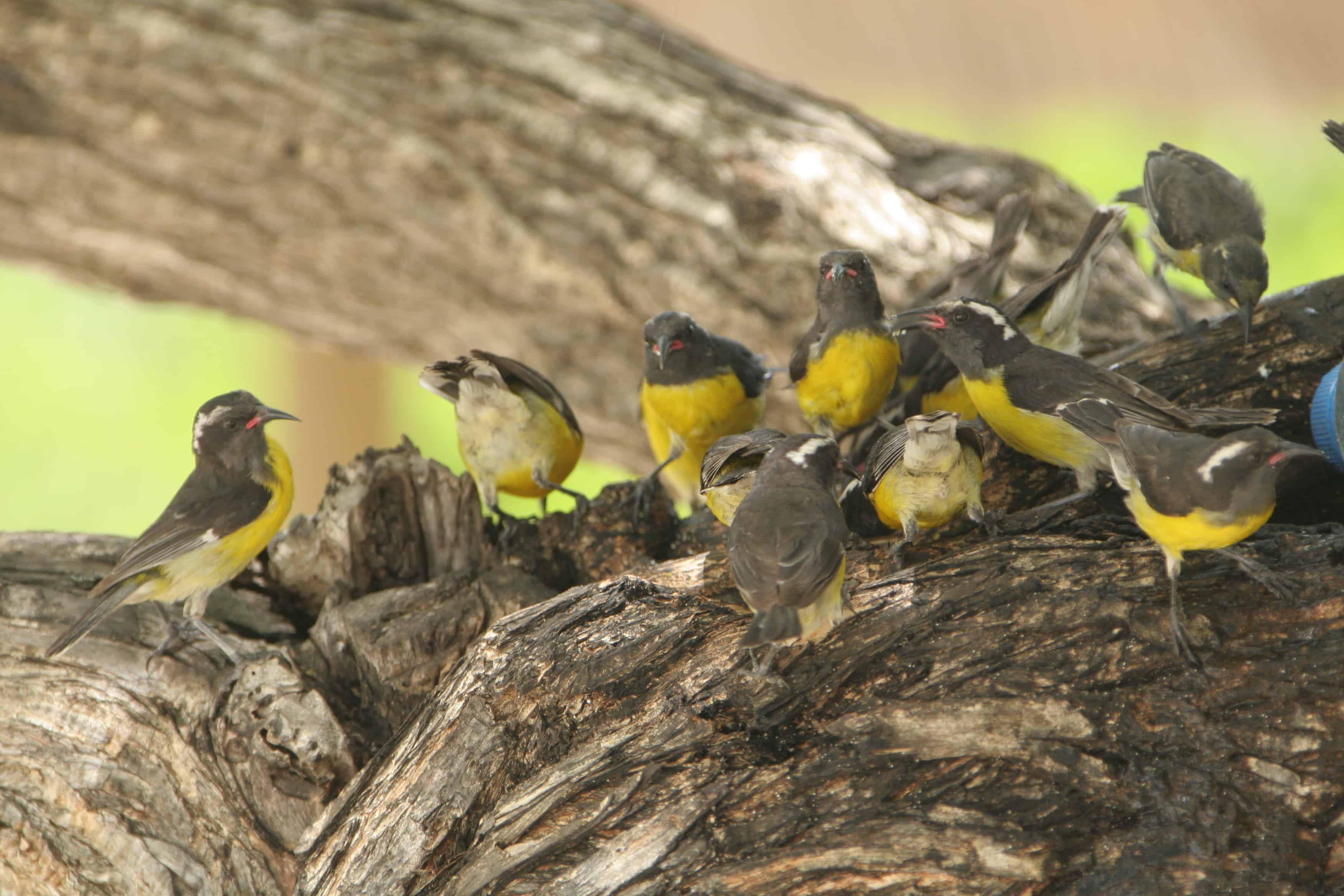 Gathering of bananaquits, the commonest land-birds on the island and ones which gather together at food sources. Copyright: Dr Mike Pienkowski