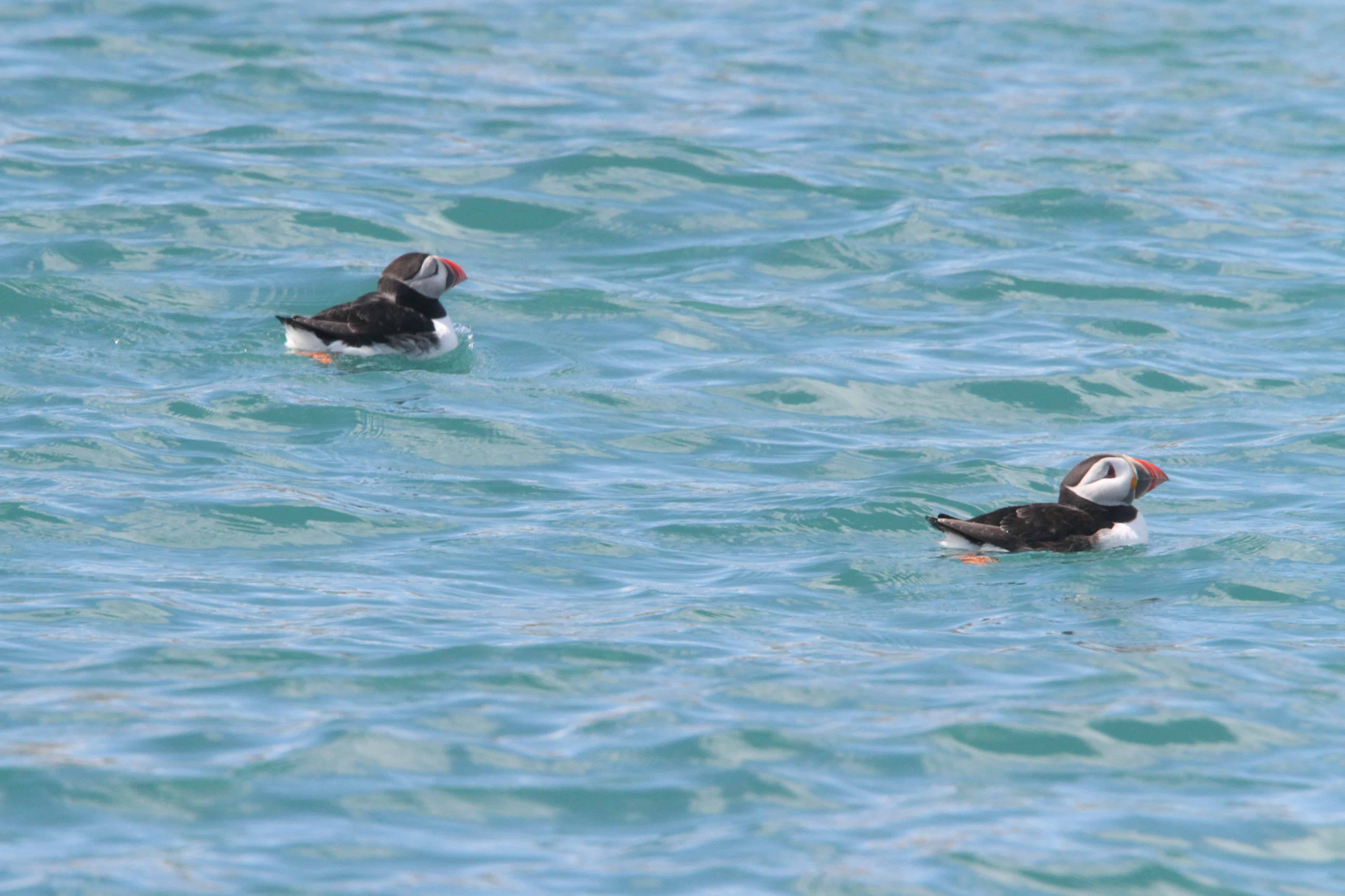 Puffins swim closely to their colony on Burhou. Copyright: Dr Mike Pienkowski