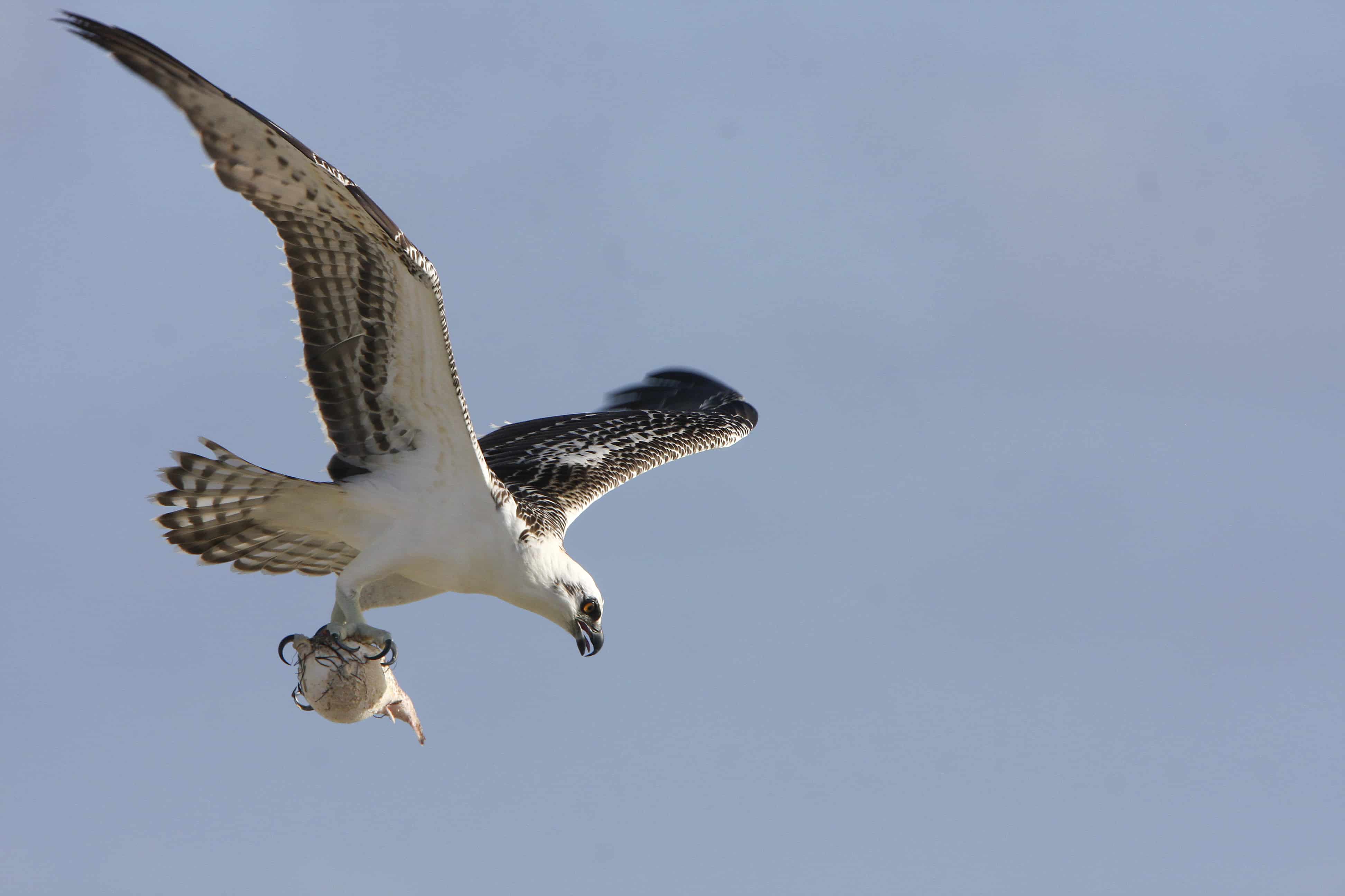 Osprey over Wheeland Ponds, Providenciales, with fish recently caught in the sea nearby;