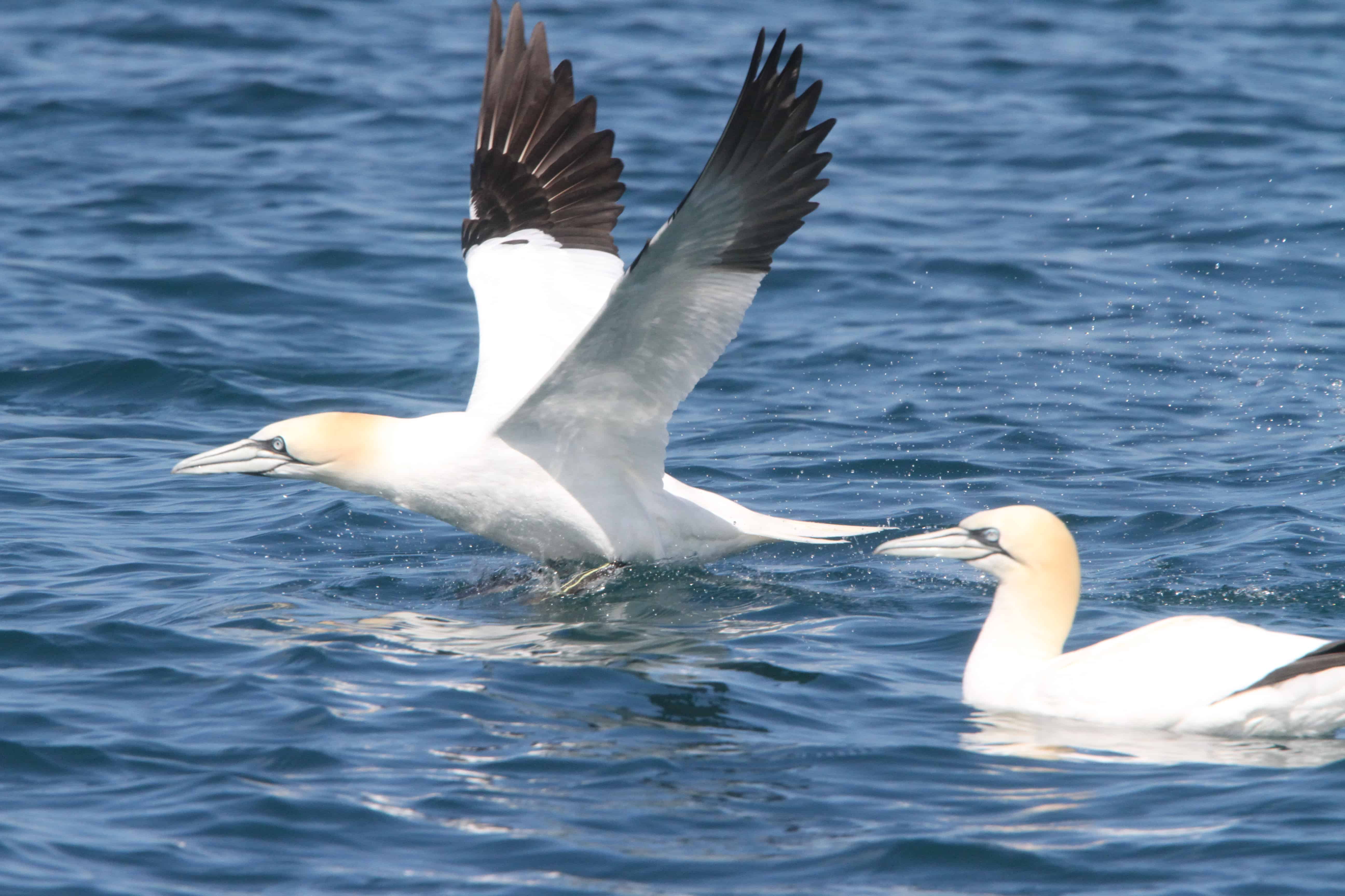 Gannet takes off from the sea near the colony. Copyright: Dr Mike Pienkowski