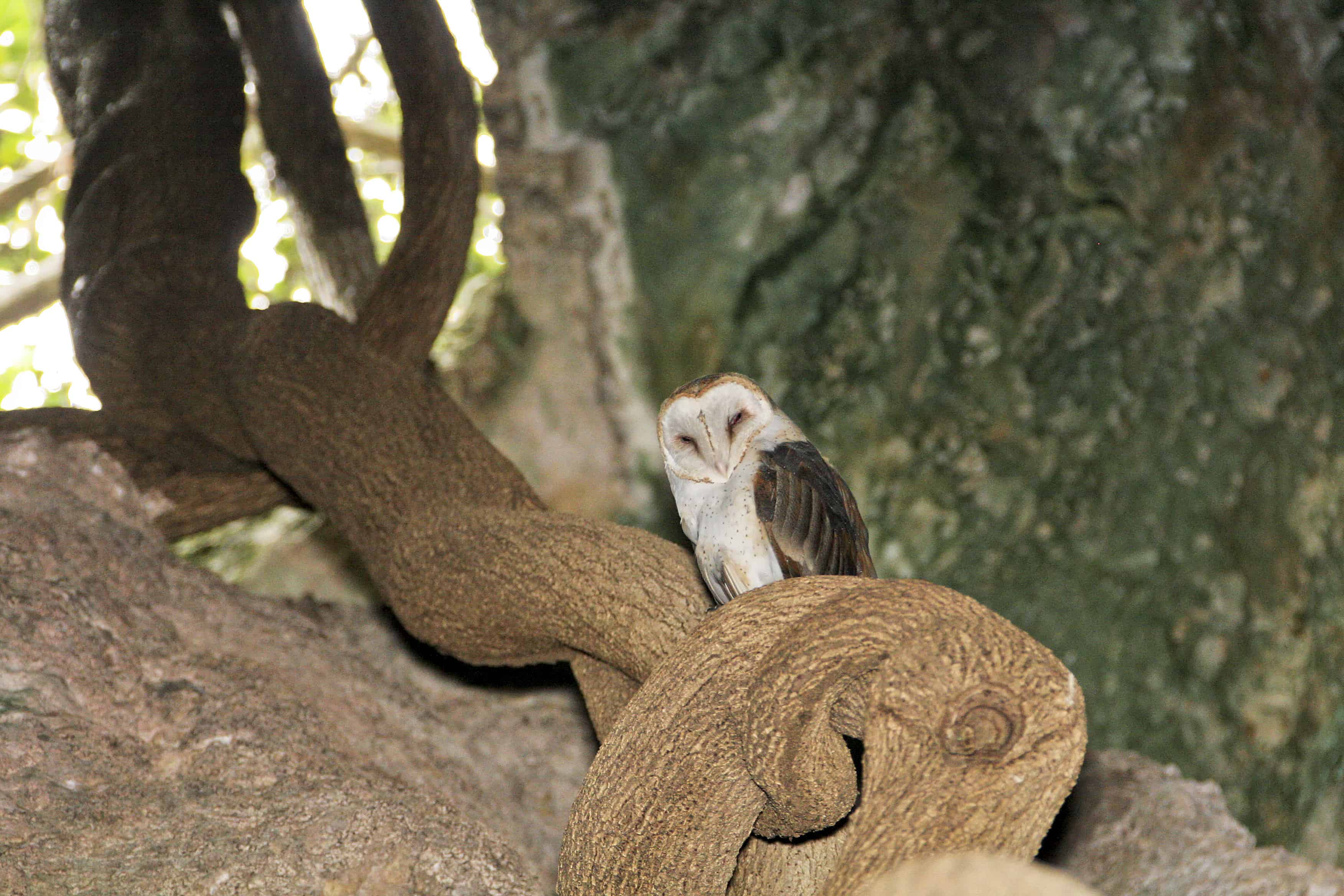 Barn owl rests during the day on a large strangler fig tree growing through a solution hole in the roof of a cave, Middle Caicos.