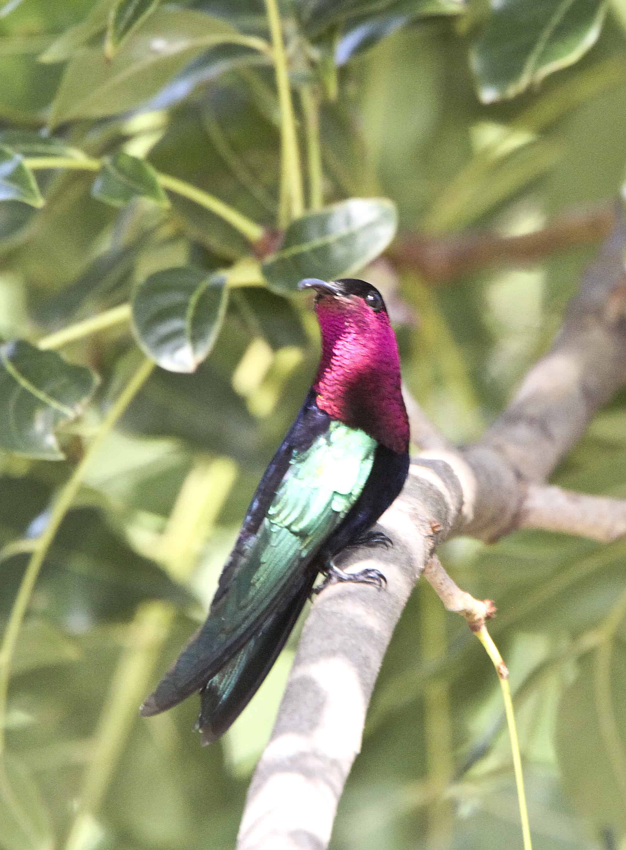 Purple-throated carib hummingbird. Copyright: Dr Mike Pienkowski