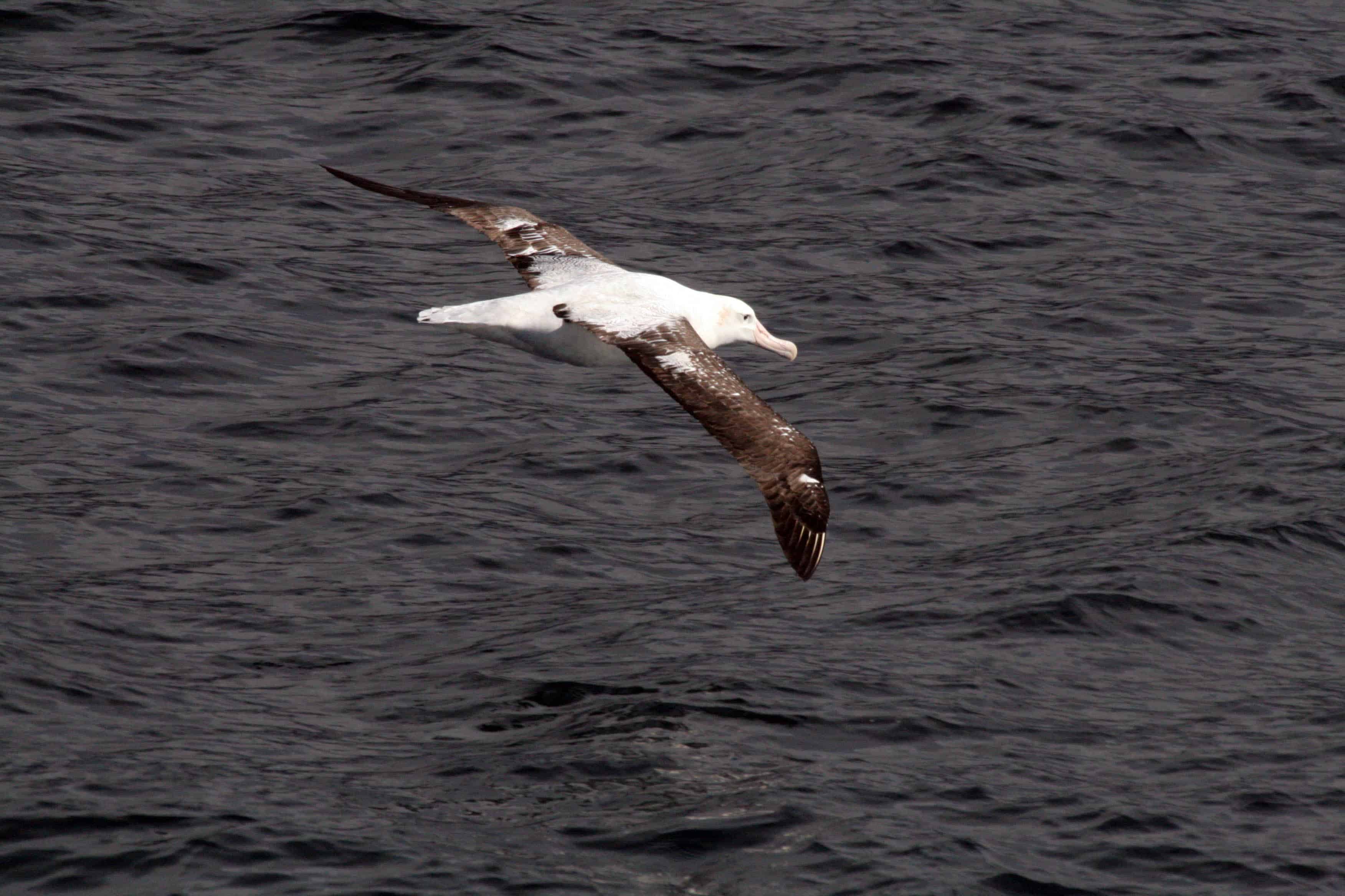 Tristan albatross Diomedea dabbenena, off Gough Island.