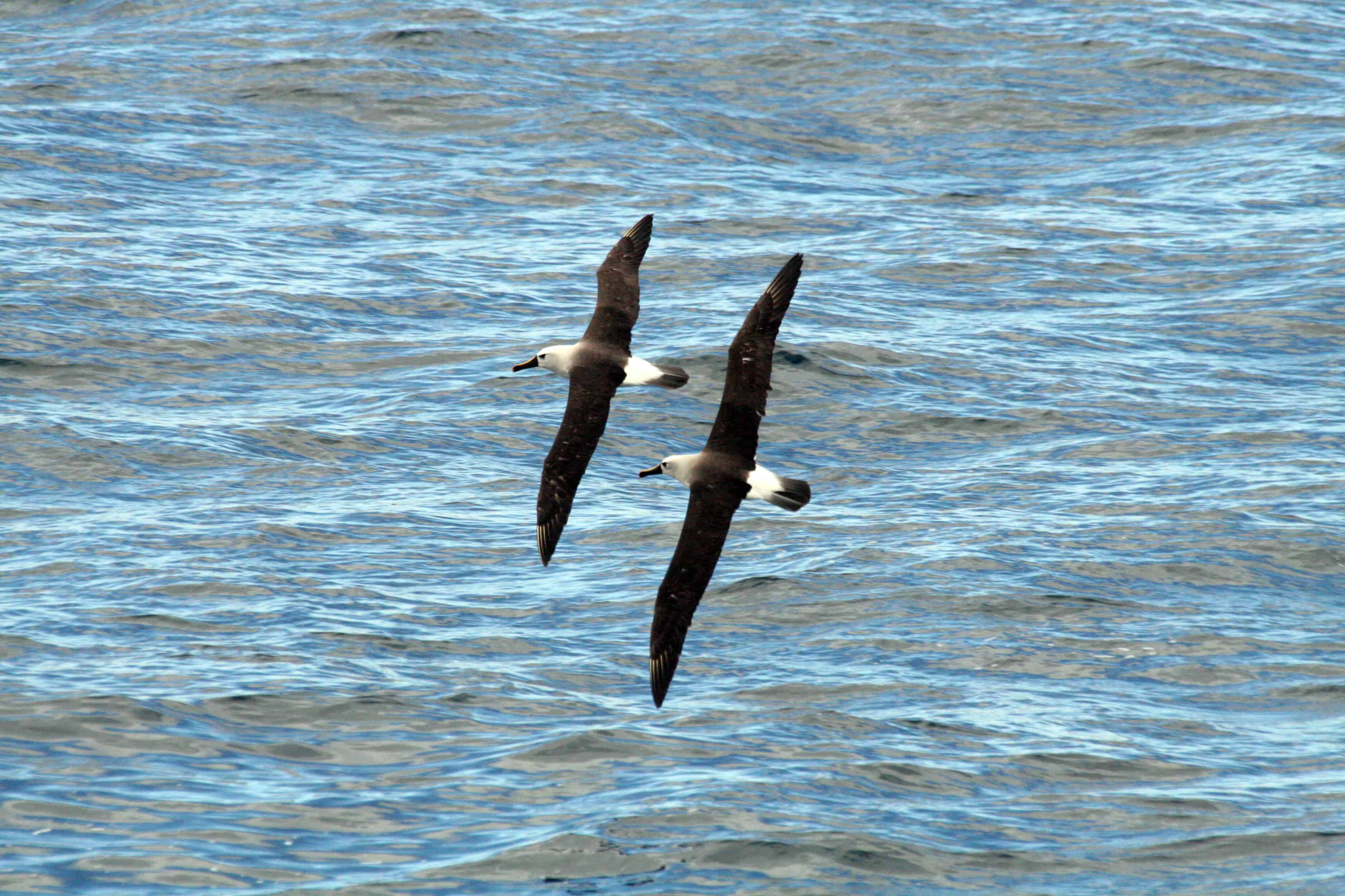 Yellow-nosed albatross Thalassarche chlororhynchos, restricted to breeding in the Tristan group. Copyright: Dr Mike Pienkowski