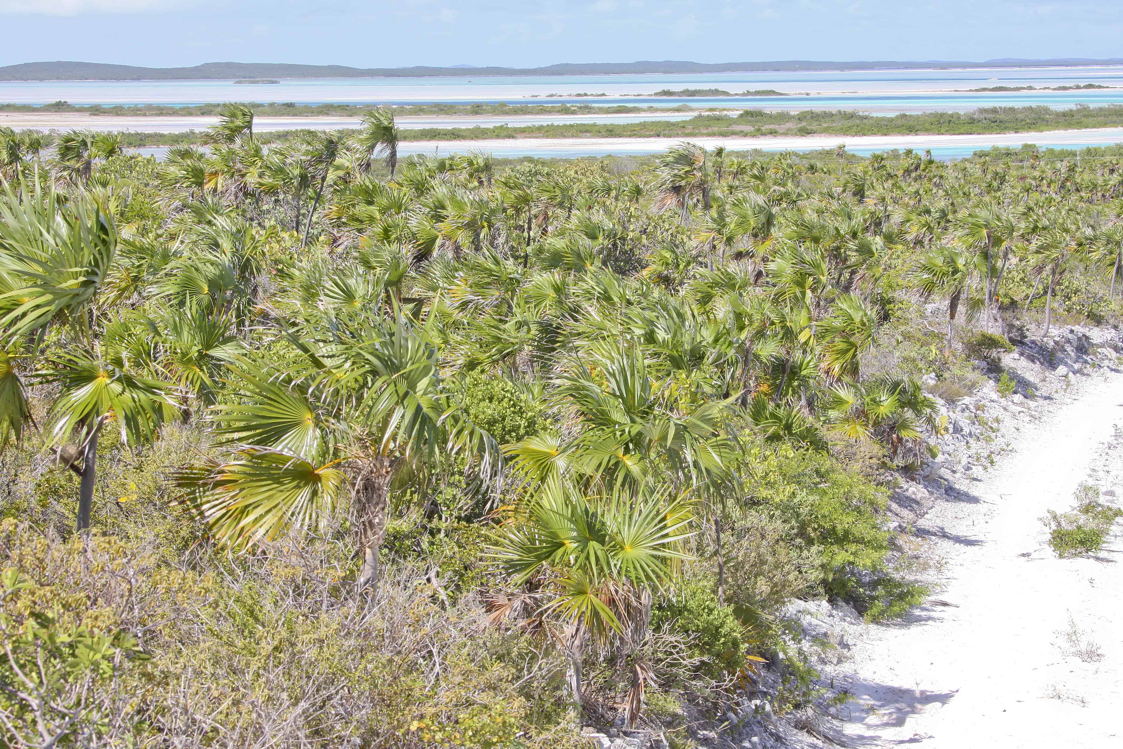 South and East Caicos: beaches, inlets, islands and scrub with native palms, which are traditionally used in basket-making. (Unlike these, the tall coconut palms are introduced.) Copyright: Dr Mike Pienkowski
