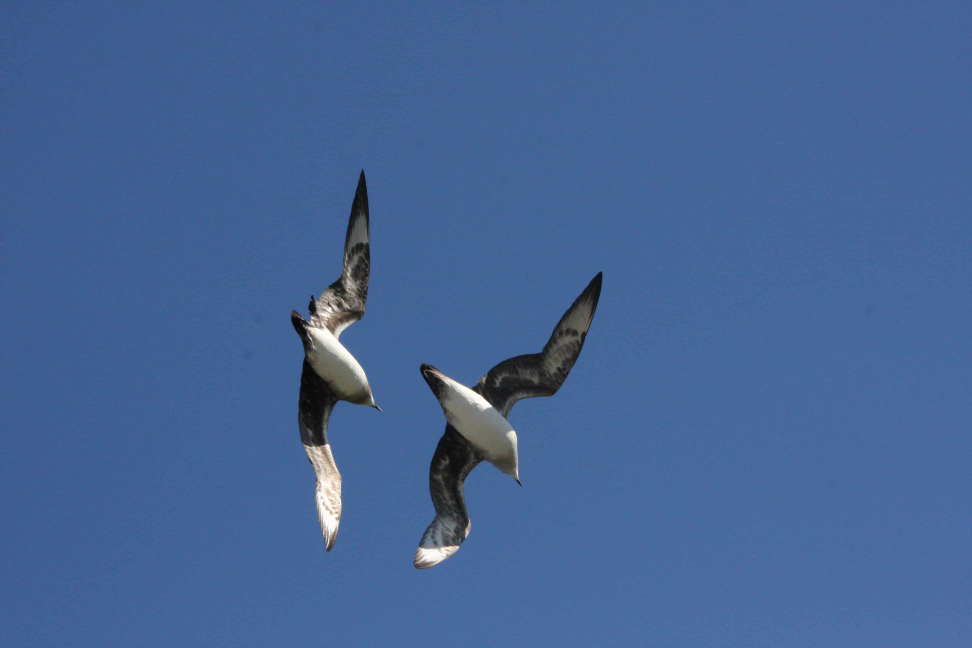 A pair of Kermadec petrels in display flight over the breeding grounds on Ducie Island. Several species of petrels breed on Ducie, Henderson and Oeno Island, in some cases constituting major parts of the world populations. Copyright: Dr Mike Pienkowski