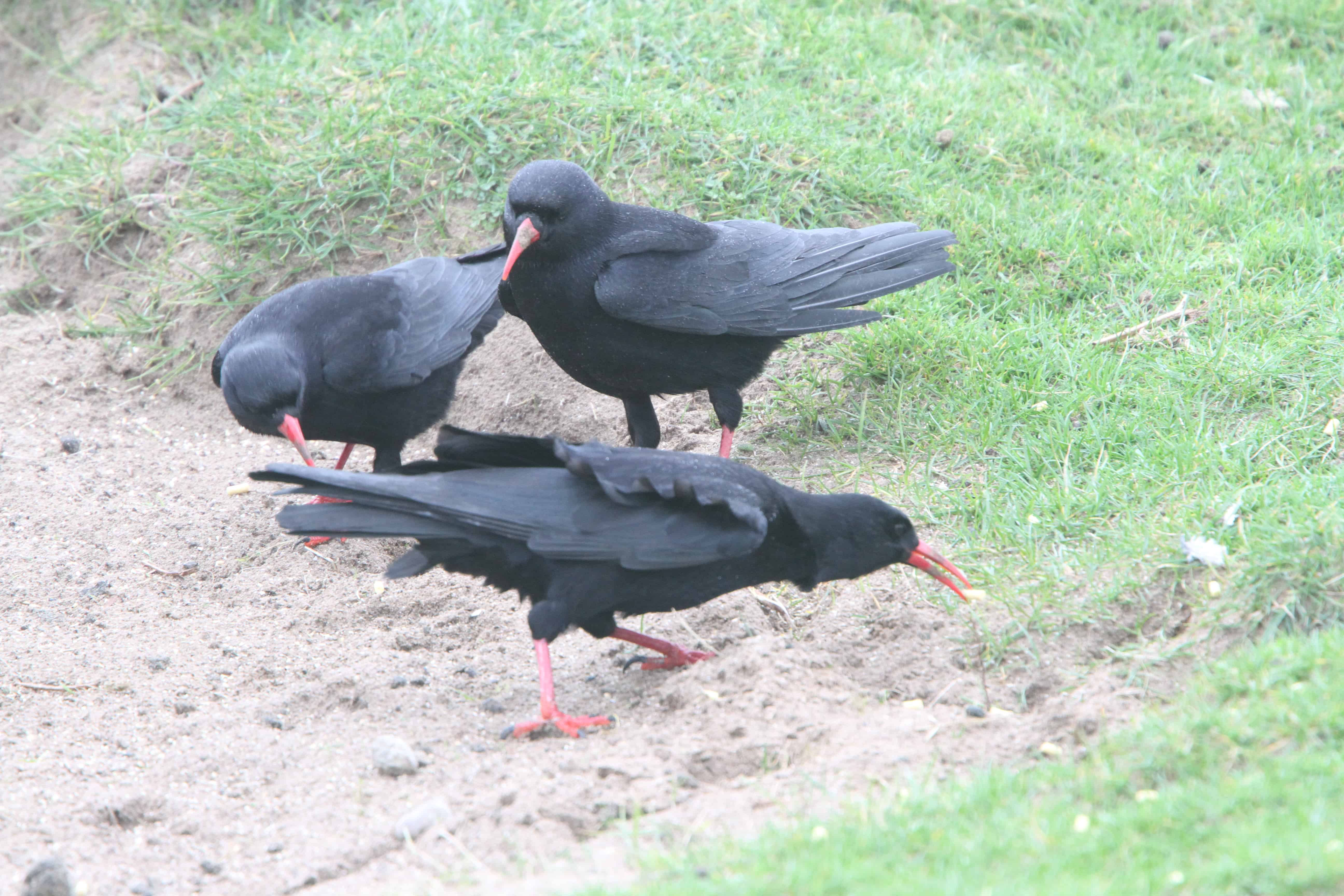 Choughs feeding; Copyright: Dr Mike Pienkowski