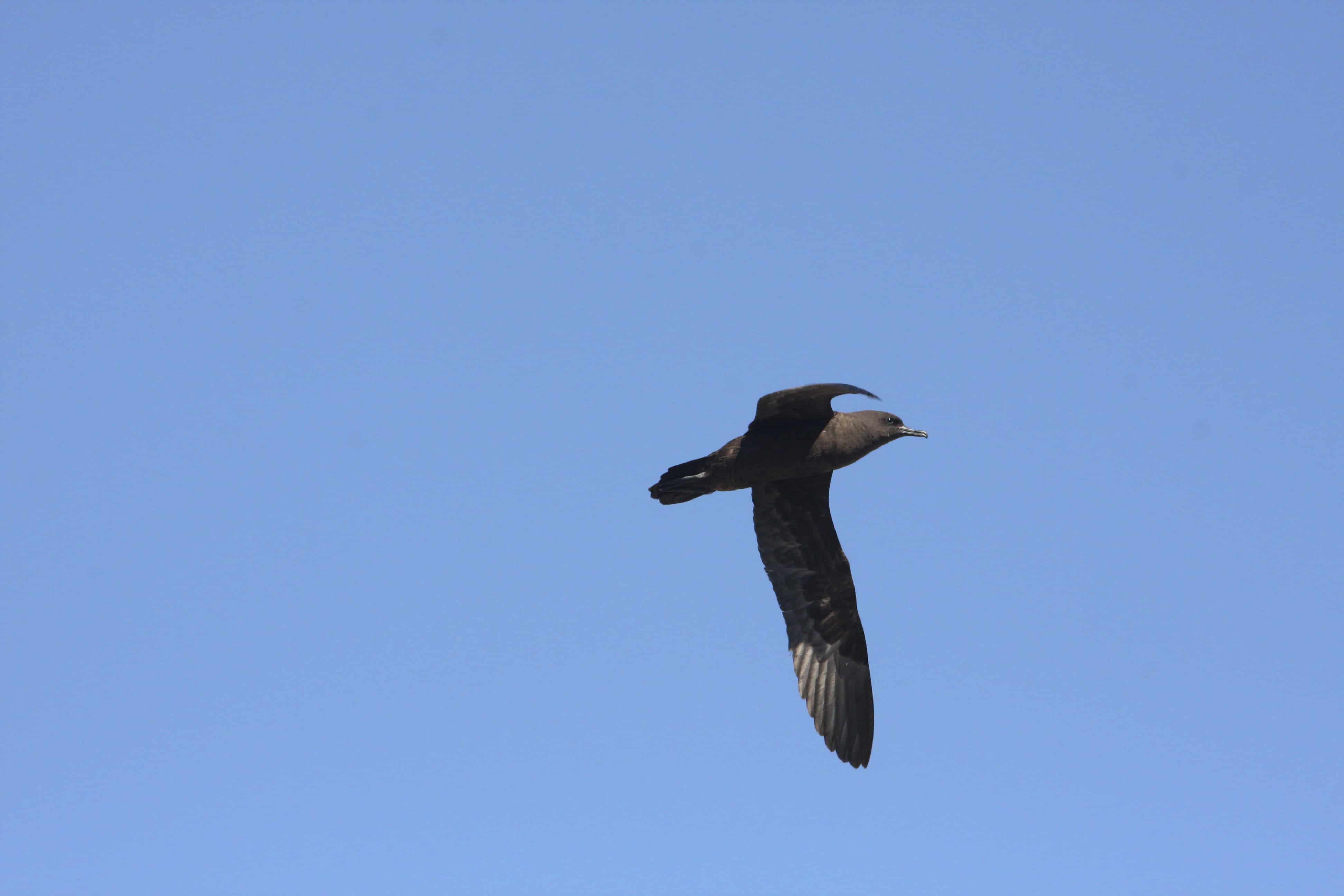 Christmas shearwater Puffinus nativitatis, Ducie Island. Copyright: Dr Mike Pienkowski