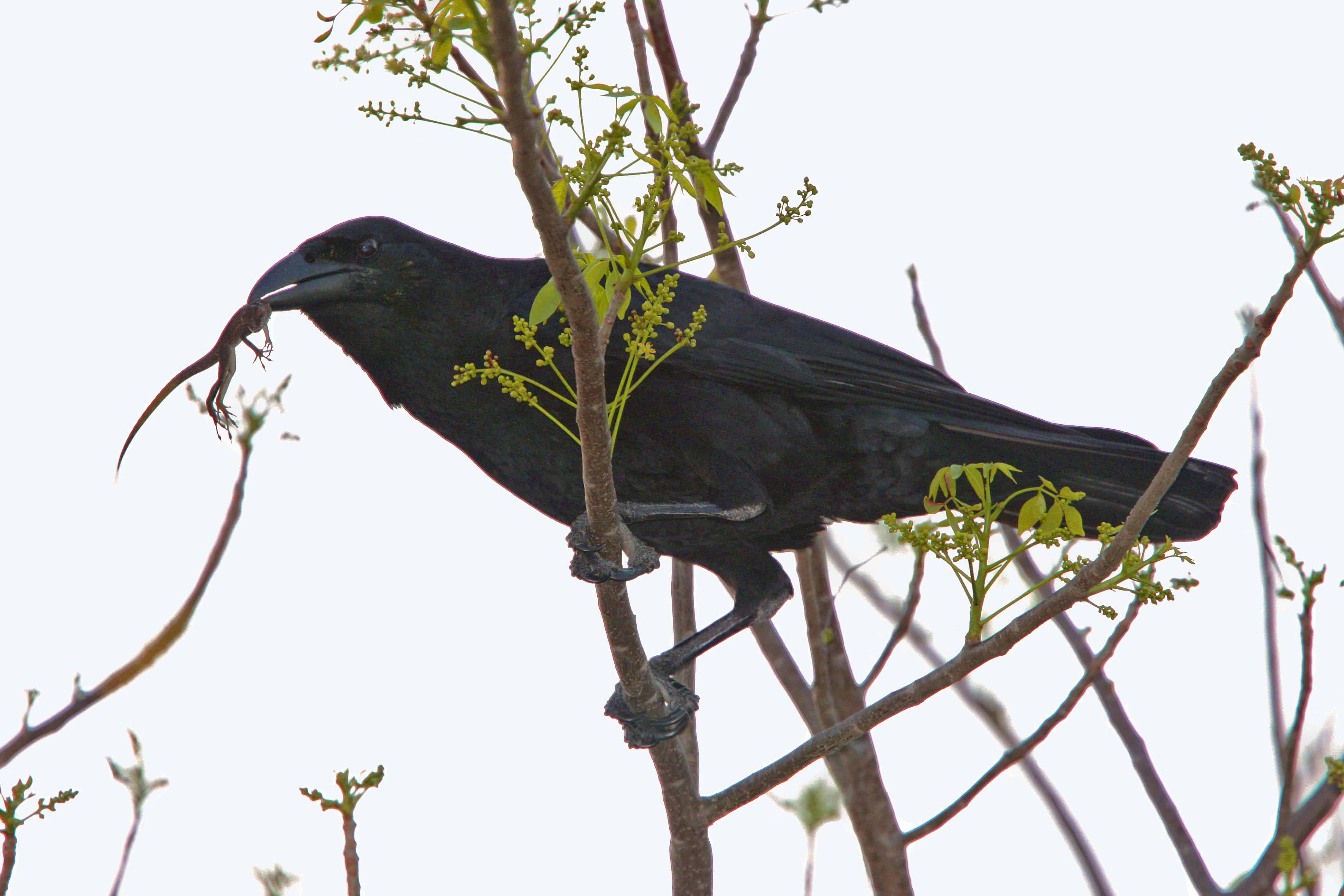 Cuban crow, endemic to Cuba and the Turks & Caicos Islands, eating lizard. Copyright: Dr Mike Pienkowski