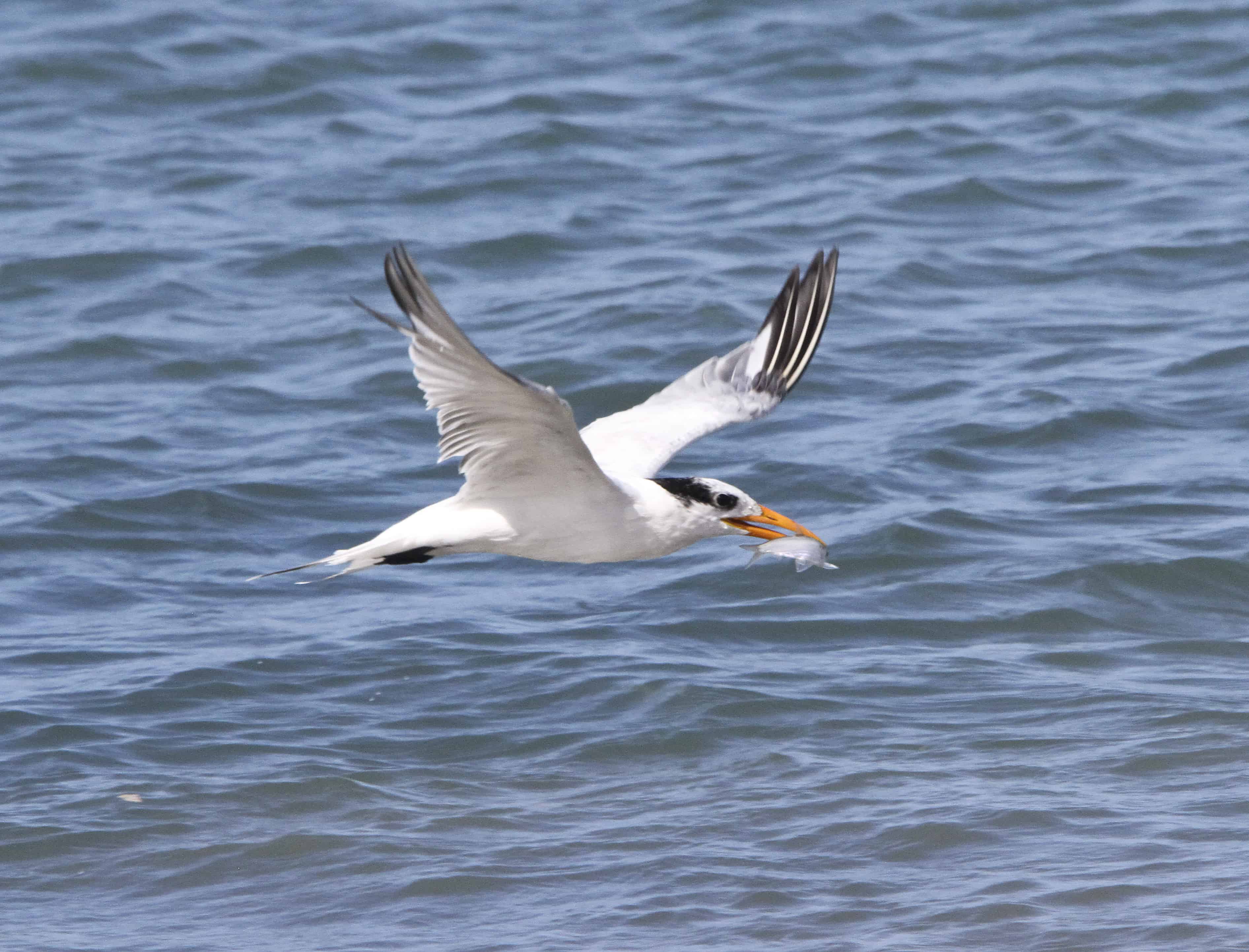 Royal tern catches fish