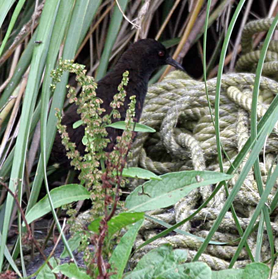 naccessible Island rail Atlantisia rogersi, the smallest flightless bird in the world – endemic to Inaccessible Island. Copyright: Dr Mike Pienkowski