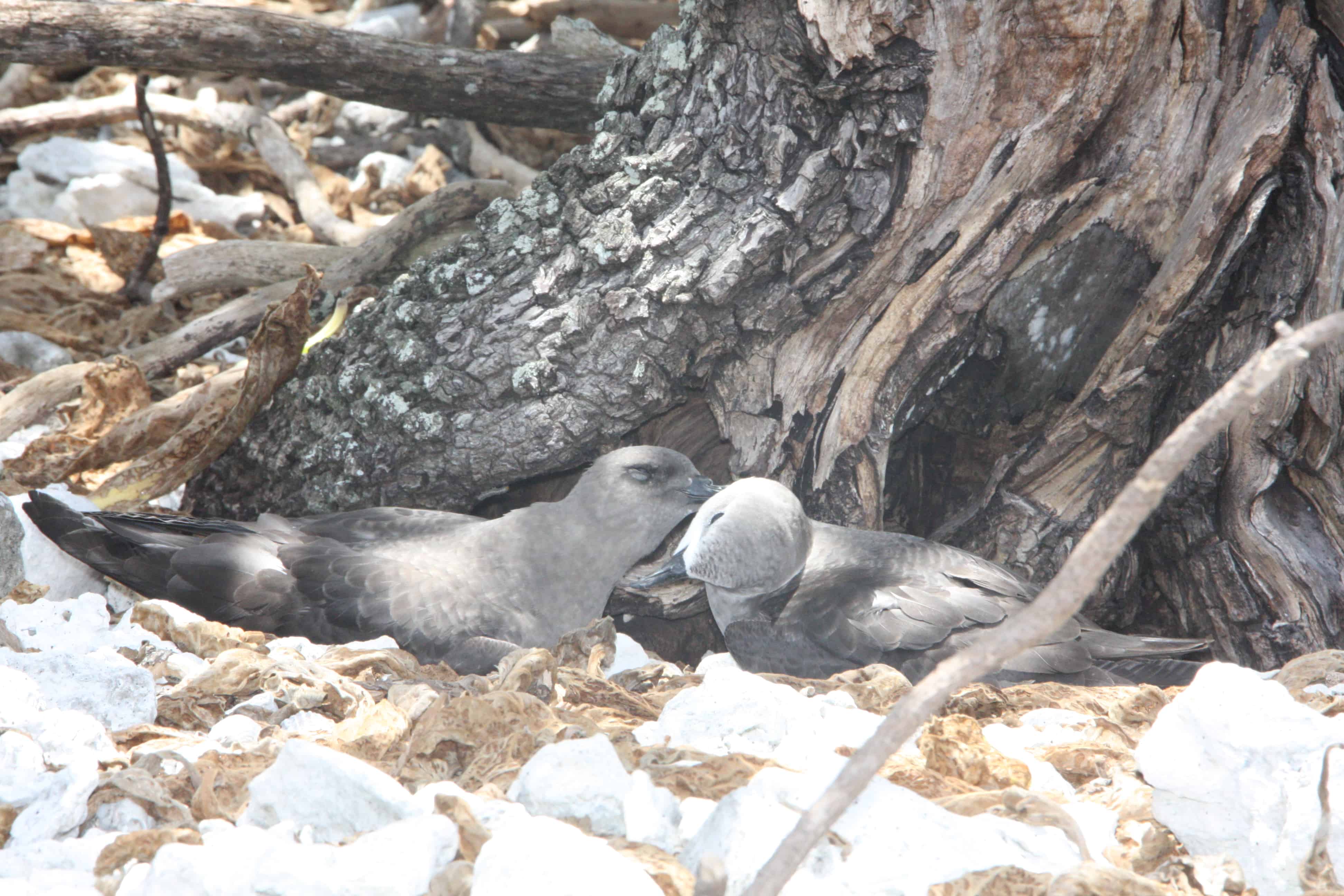 A pair of Kermadec petrels on nesting site at Ducie Island; Copyright: Dr Mike Pienkowski