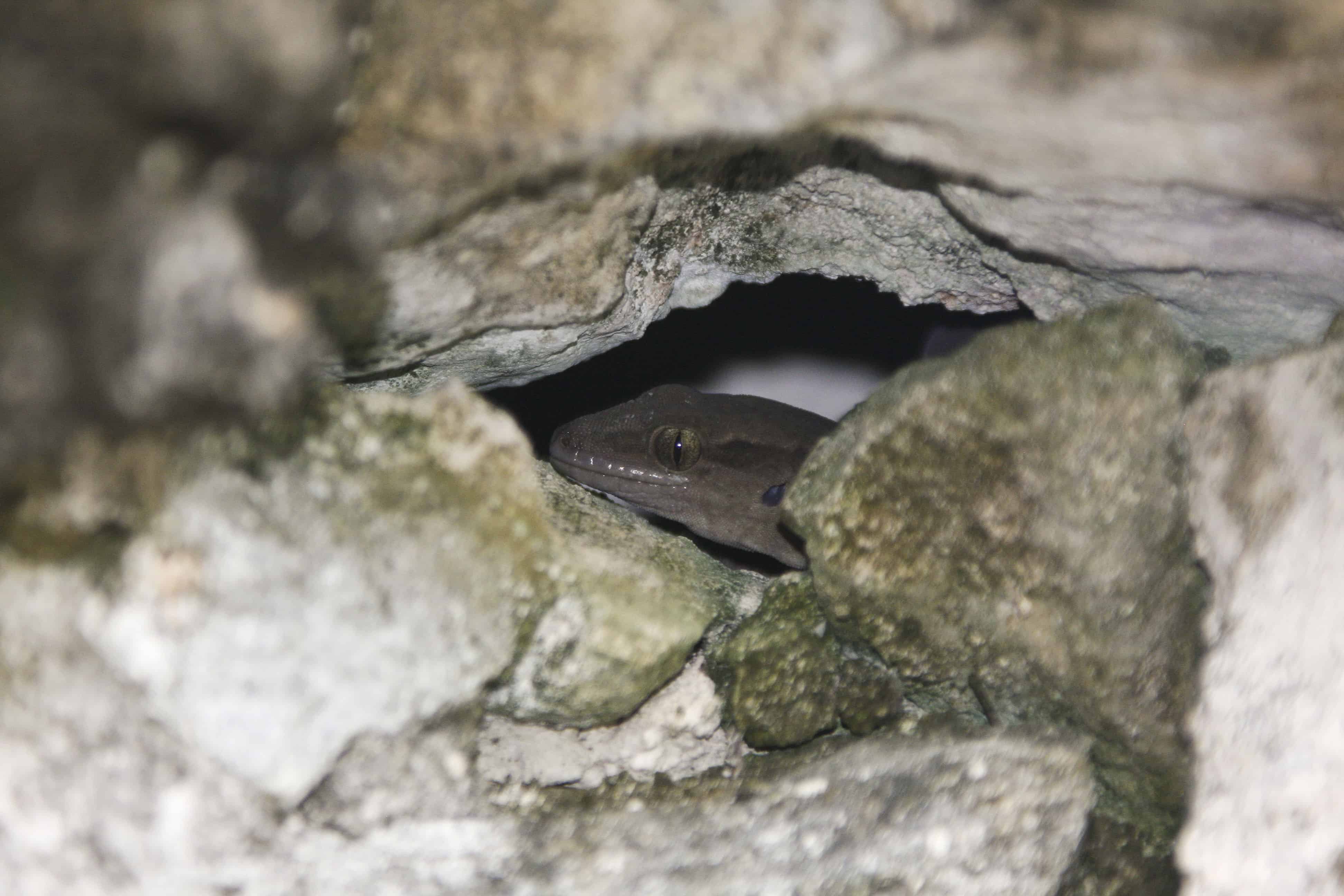 Endemic Caicos barking gecko Aristelliger hechti, rediscovered by Bryan Naqqi Manco in a UKOTCF-organised study, after being thought extinct.