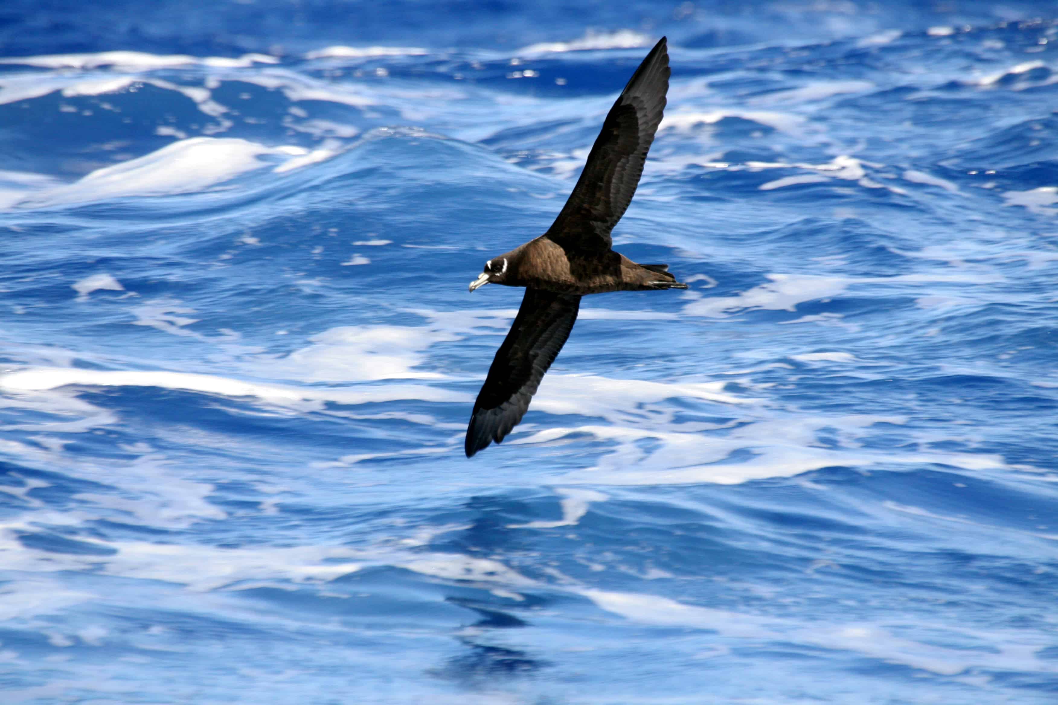 Spectacled petrel Procellaria conspicillata off Tristan da Cunha group; this species breeds only on Inaccessible Island. Copyright: Dr Mike Pienkowski