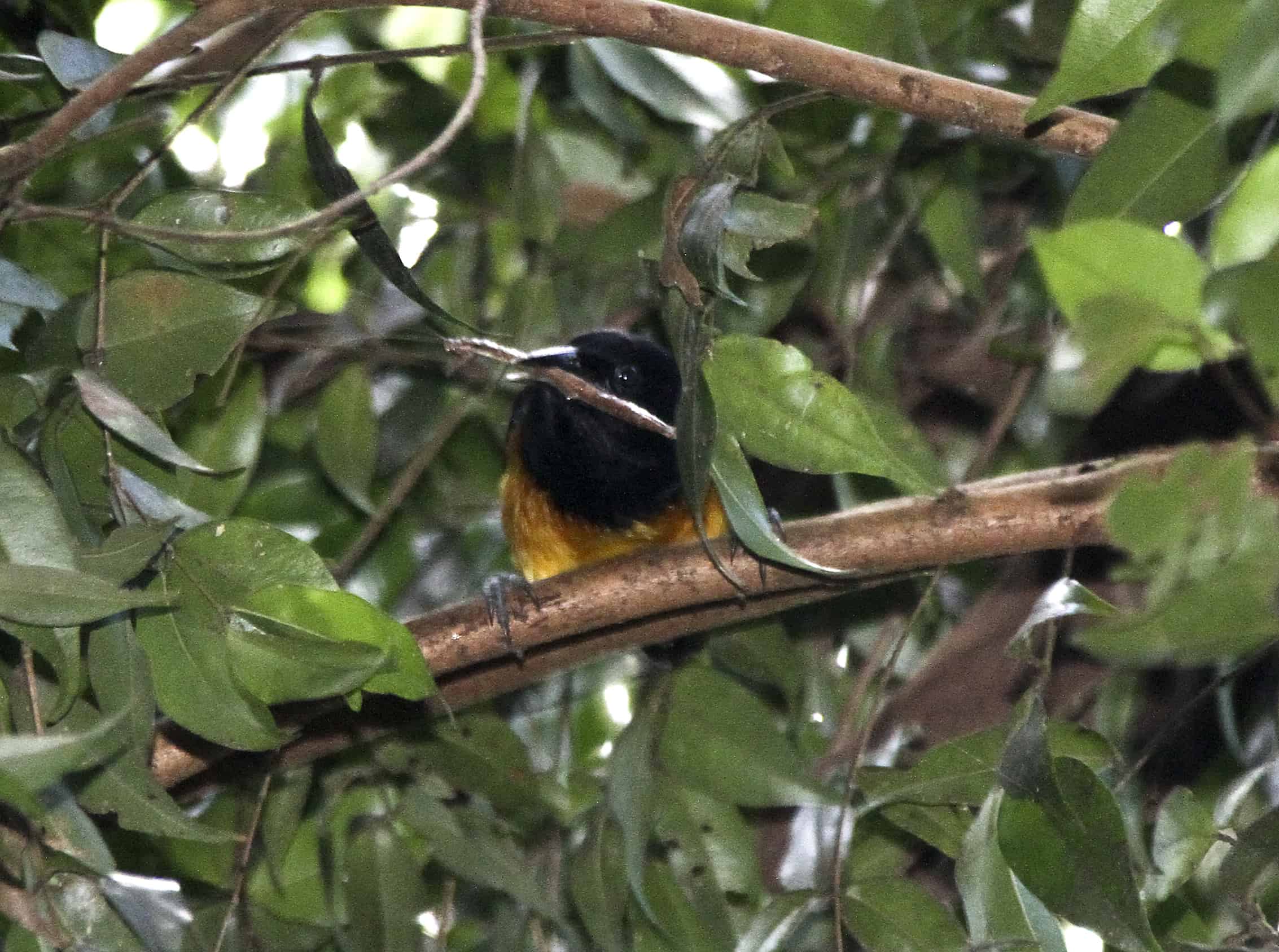 Male Montserrat oriole captures one of the large insects that comprise its main food. Copyright: Dr Mike Pienkowski