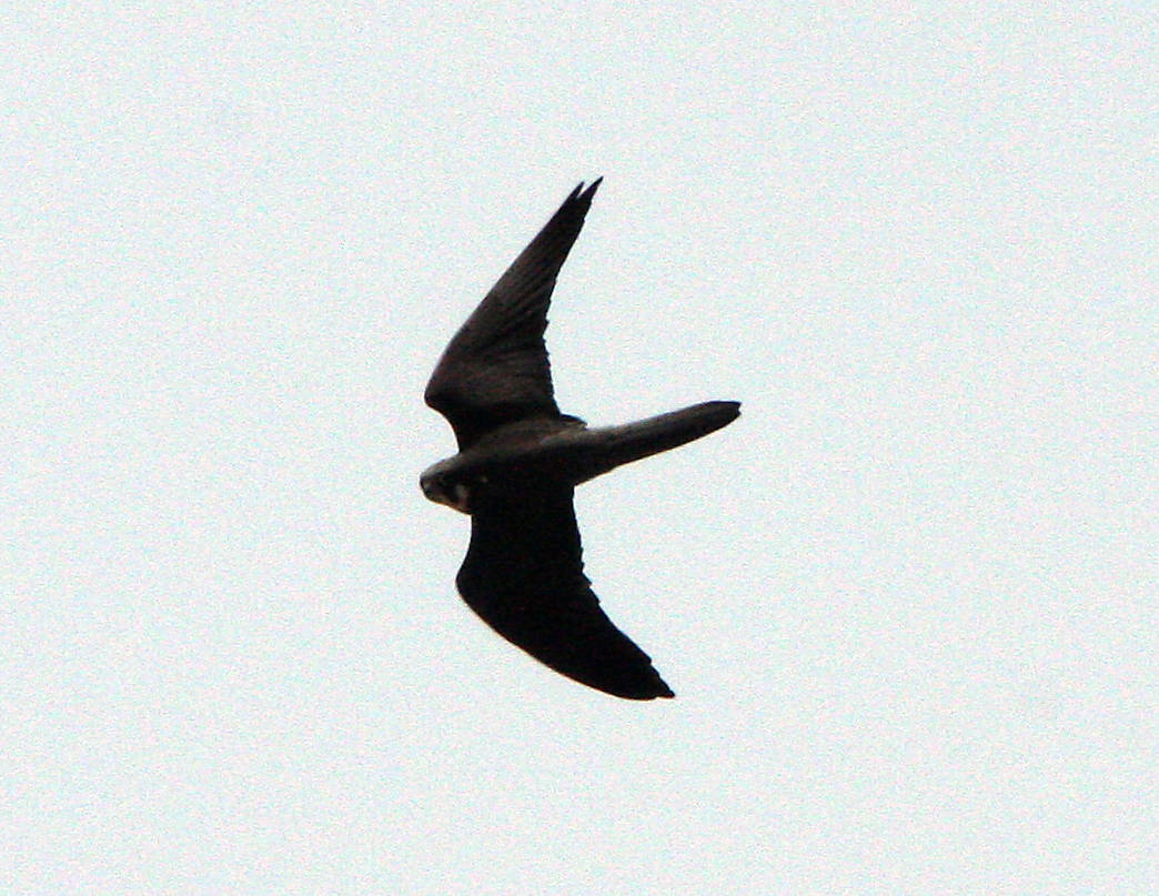 Eleonora's falcon, a species with an unusually late breeding season, so that it can feed its growing chicks on abundant migrant birds. Copyright: Dr Mike Pienkowski.