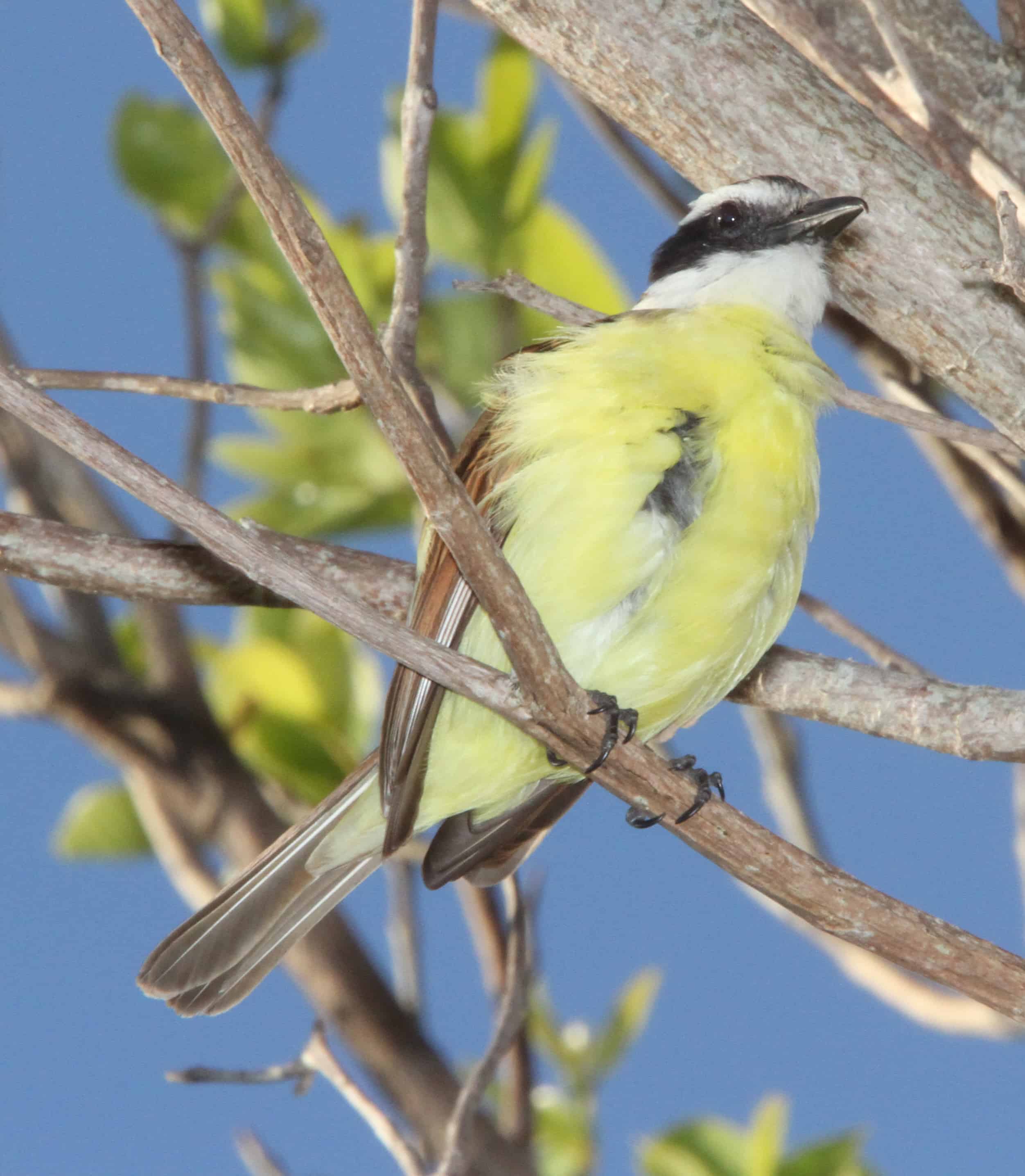 Eastern bluebird, a common resident. Copyright: Dr Mike Pienkowski