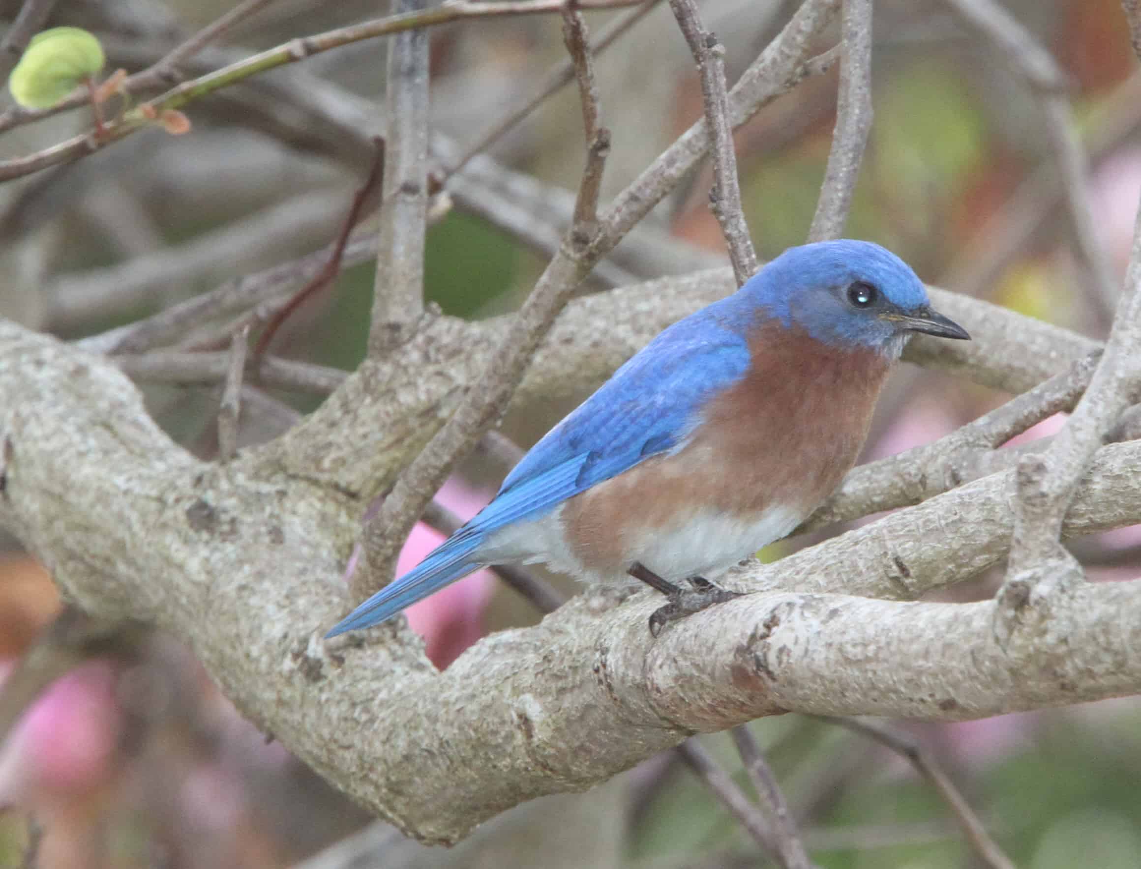 Eastern bluebird, a common resident. Copyright: Dr Mike Pienkowski