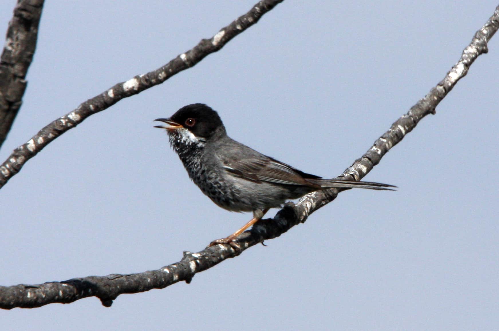 Cyprus warbler, endemic to Cyprus as a breeding bird; Copyright: Dr Mike Pienkowski