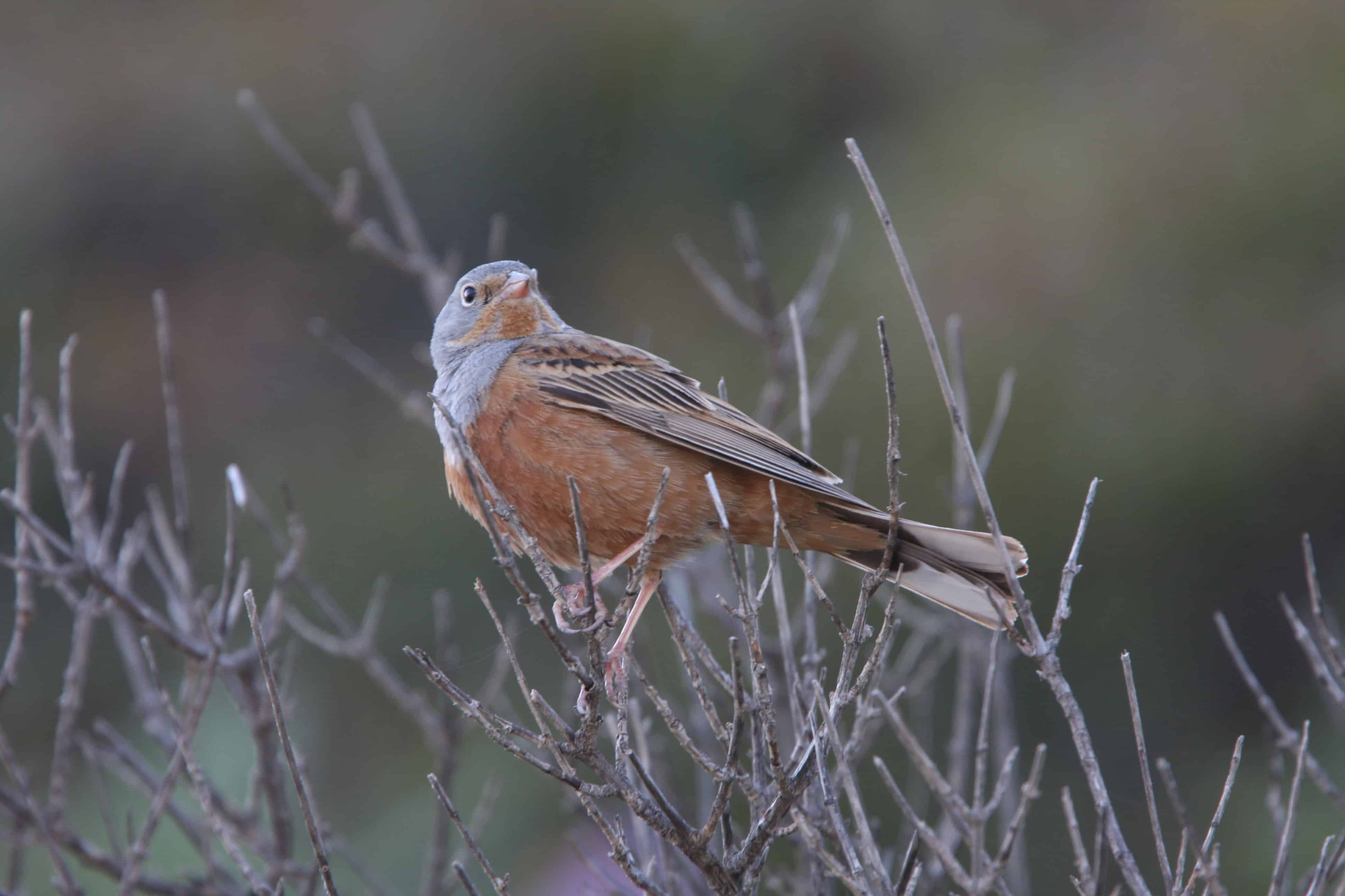 Cretzschmar's bunting, a breeding species and abundant migrant, one of those threatened by illegal trapping. Copyright: Dr Mike Pienkowski