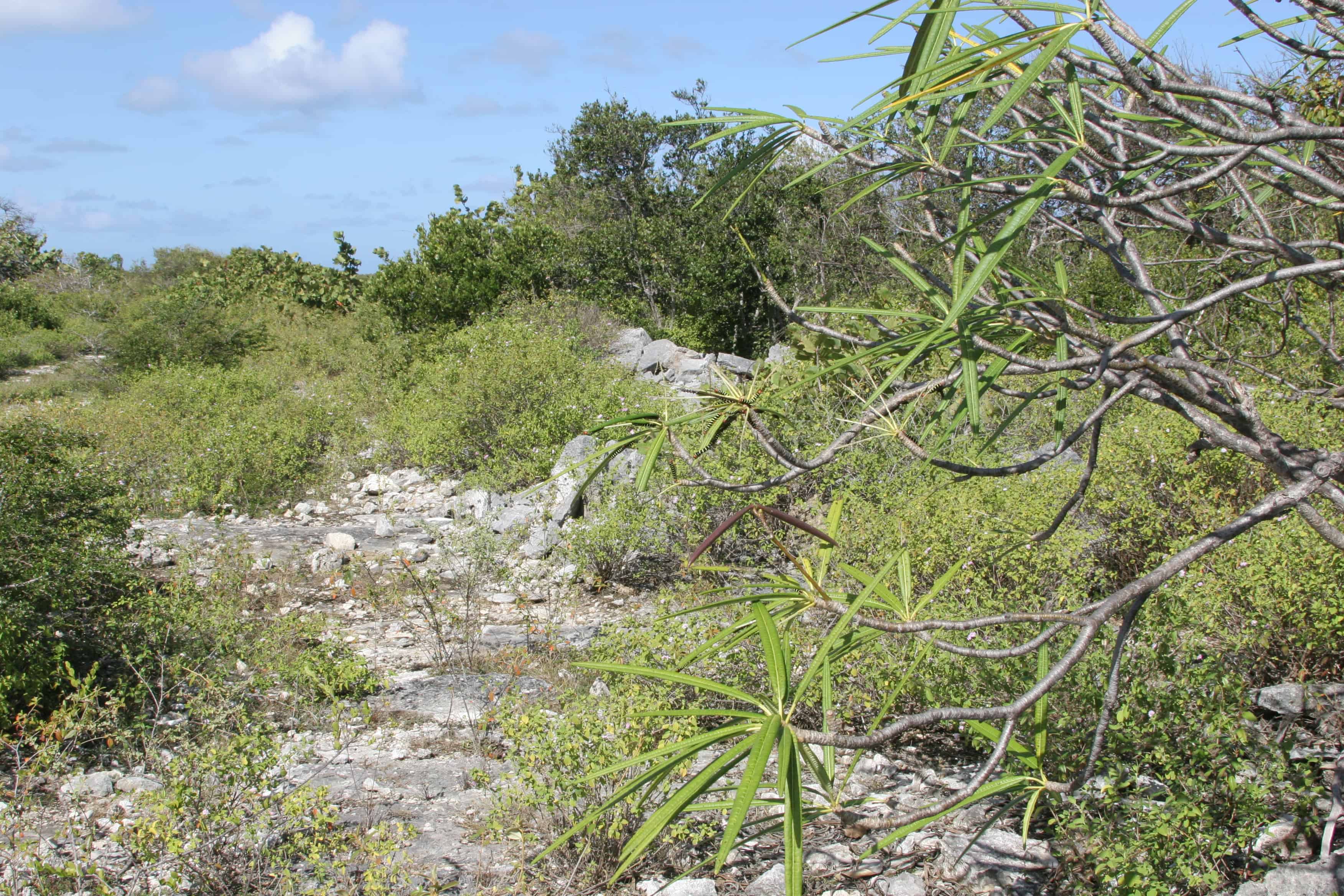 Dry scrub ecosystem on Anegada; Copyright: Dr Mike Pienkowski