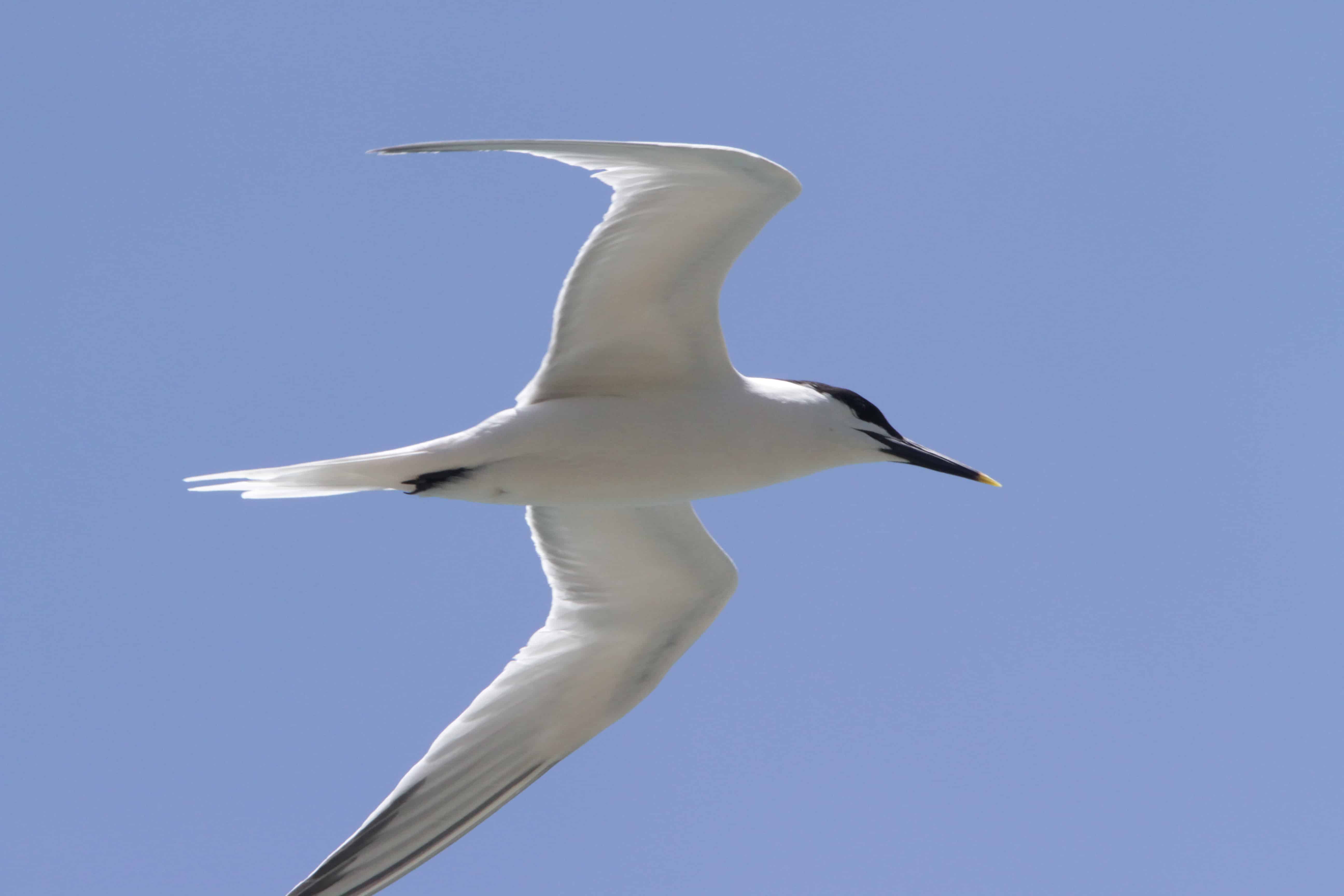 Royal tern. Copyright: Dr Mike Pienkowski