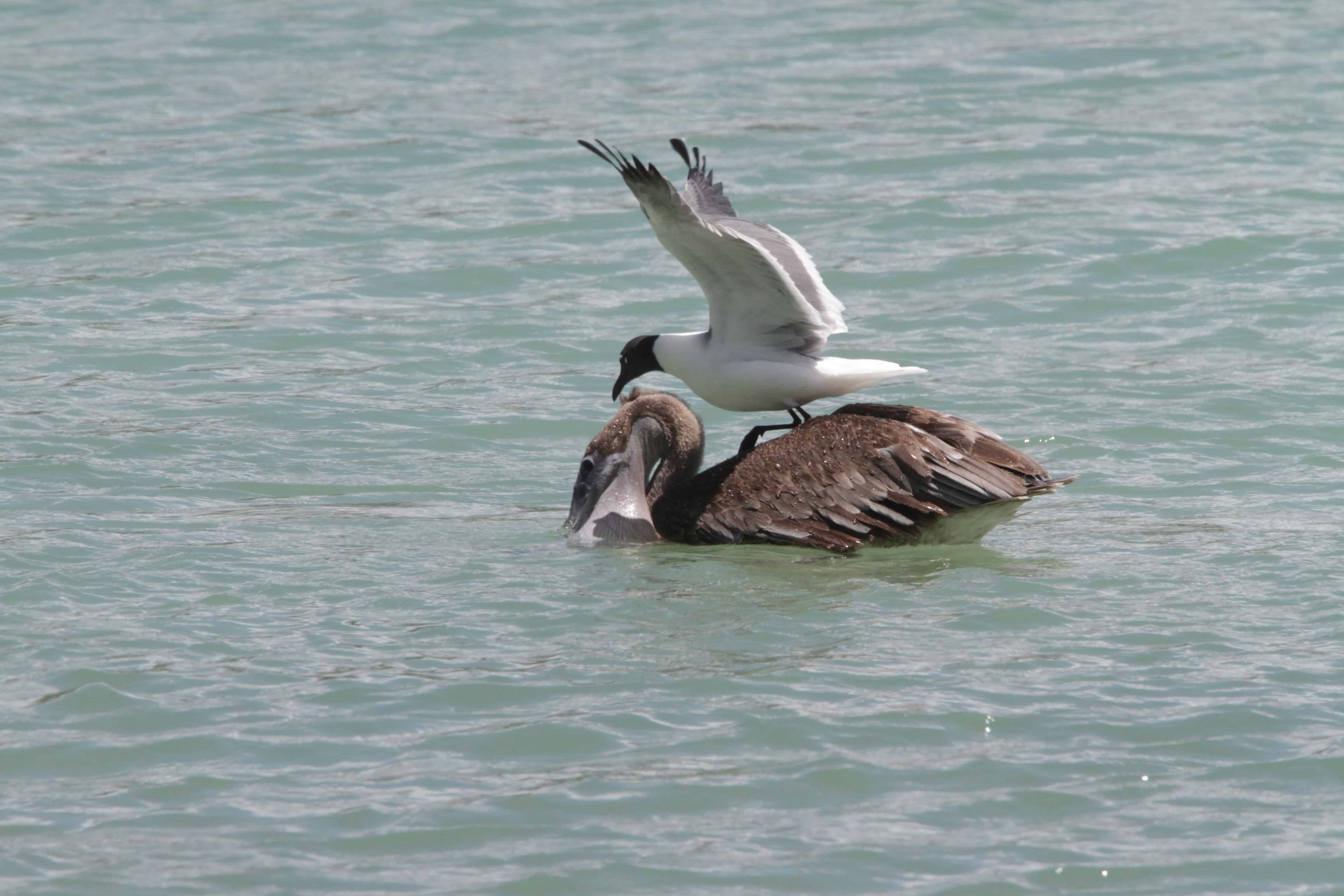 Laughing gull attempts to steal some of pelican's catch. Copyright: Dr Mike Pienkowski