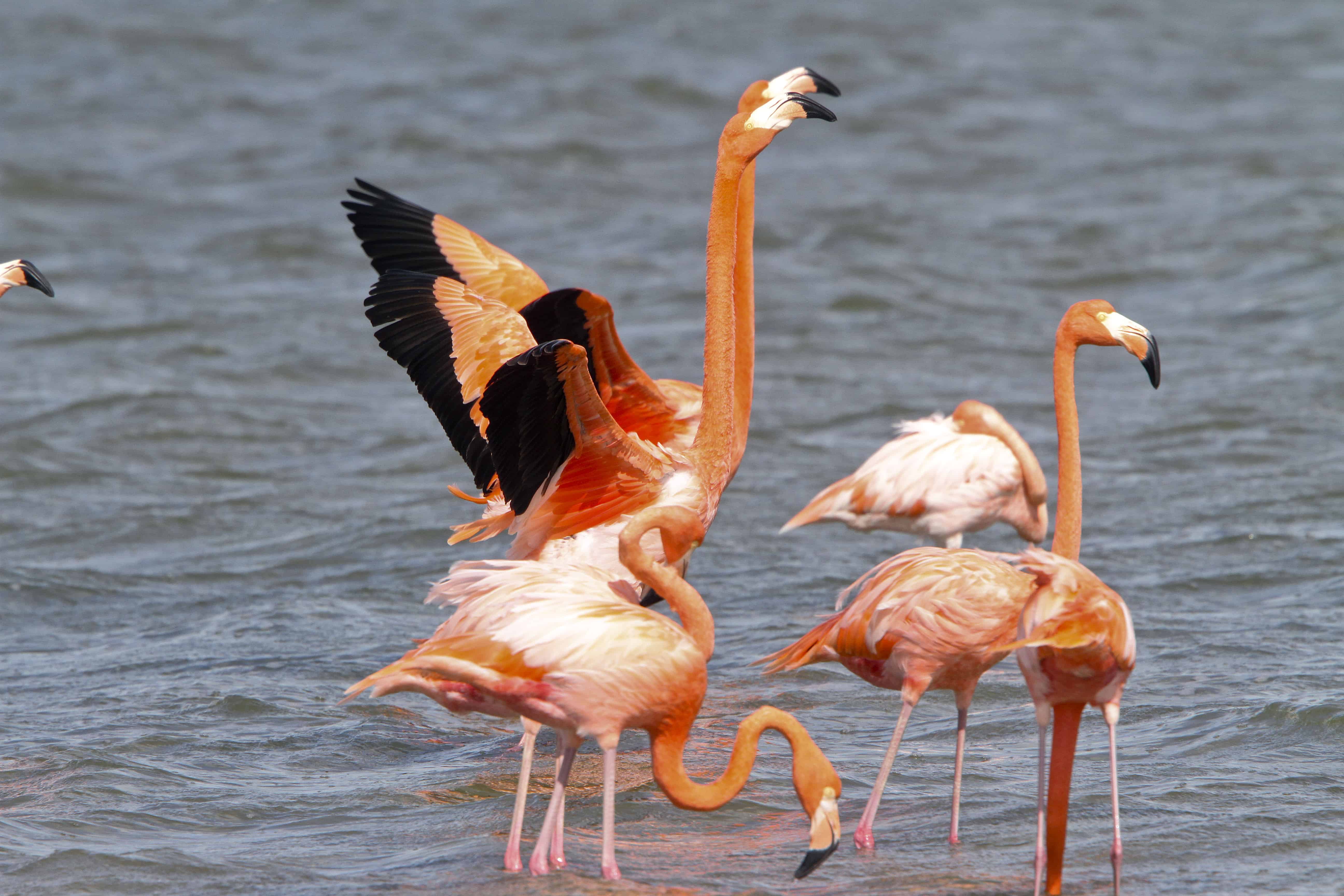 Flamingos in display at Boiling Hole Salina, South Caicos. Copyright: Dr Mike Pienkowski;