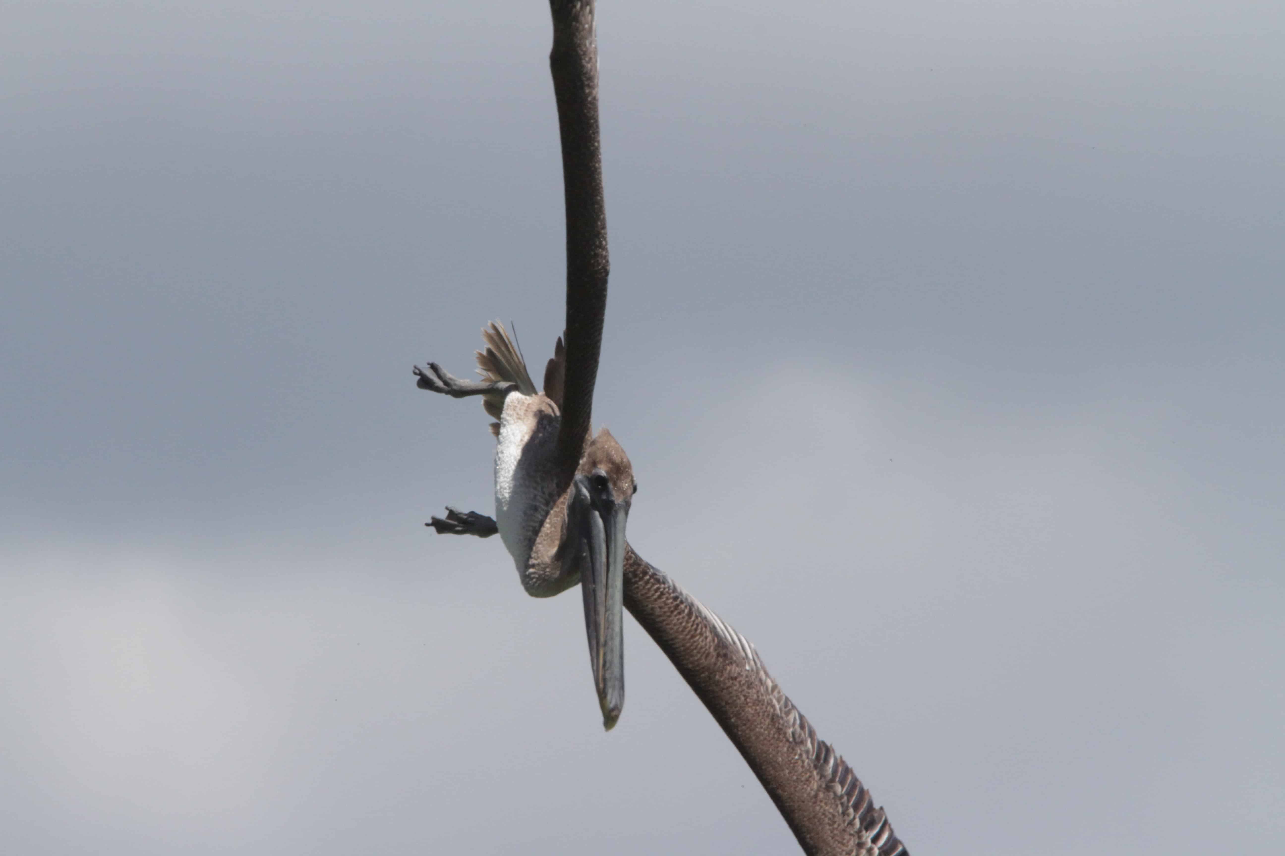 Brown pelican dives to catch fish; Copyright: Dr Mike Pienkowski