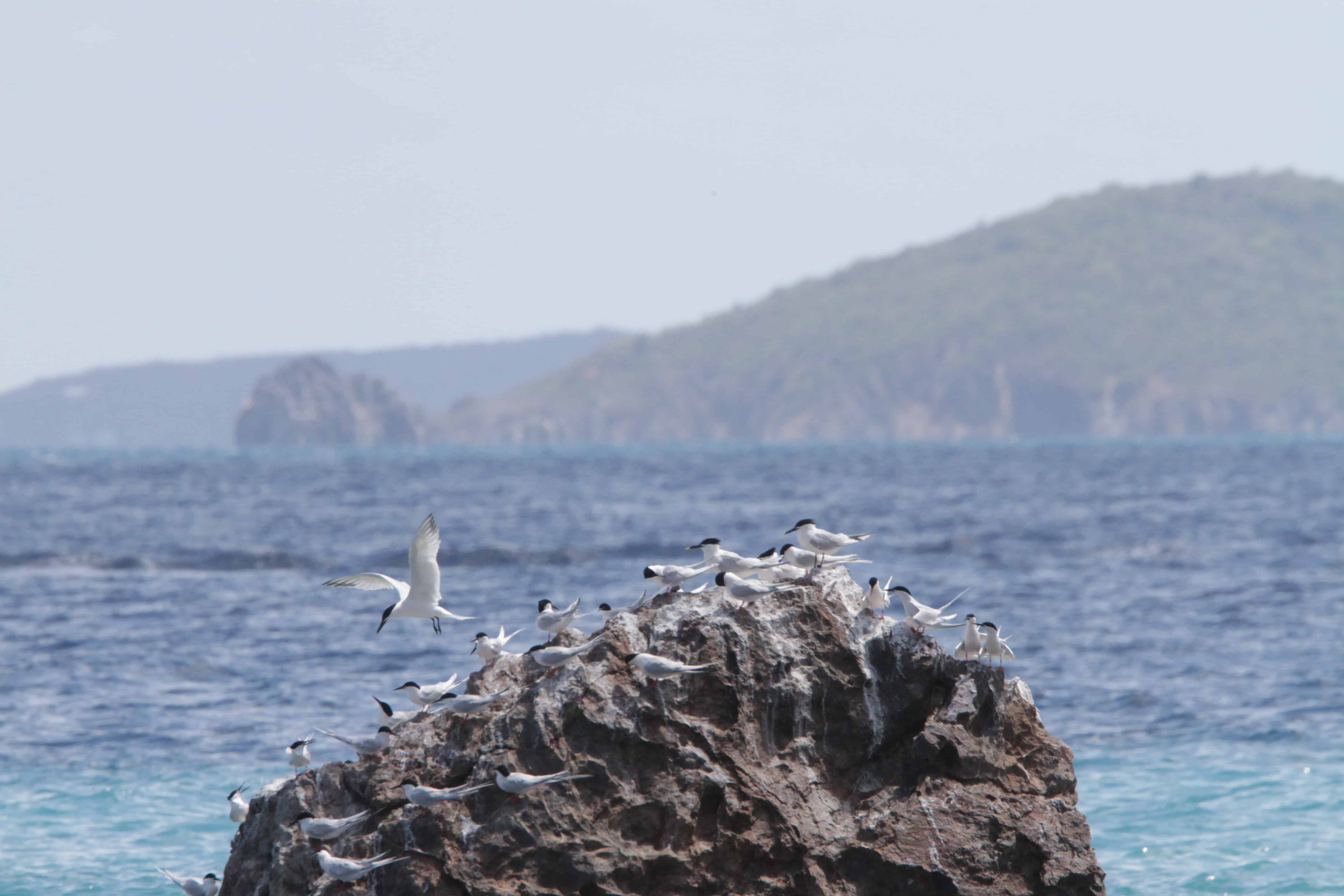 Colony of sandwich terns; Copyright: Dr Mike Pienkowski