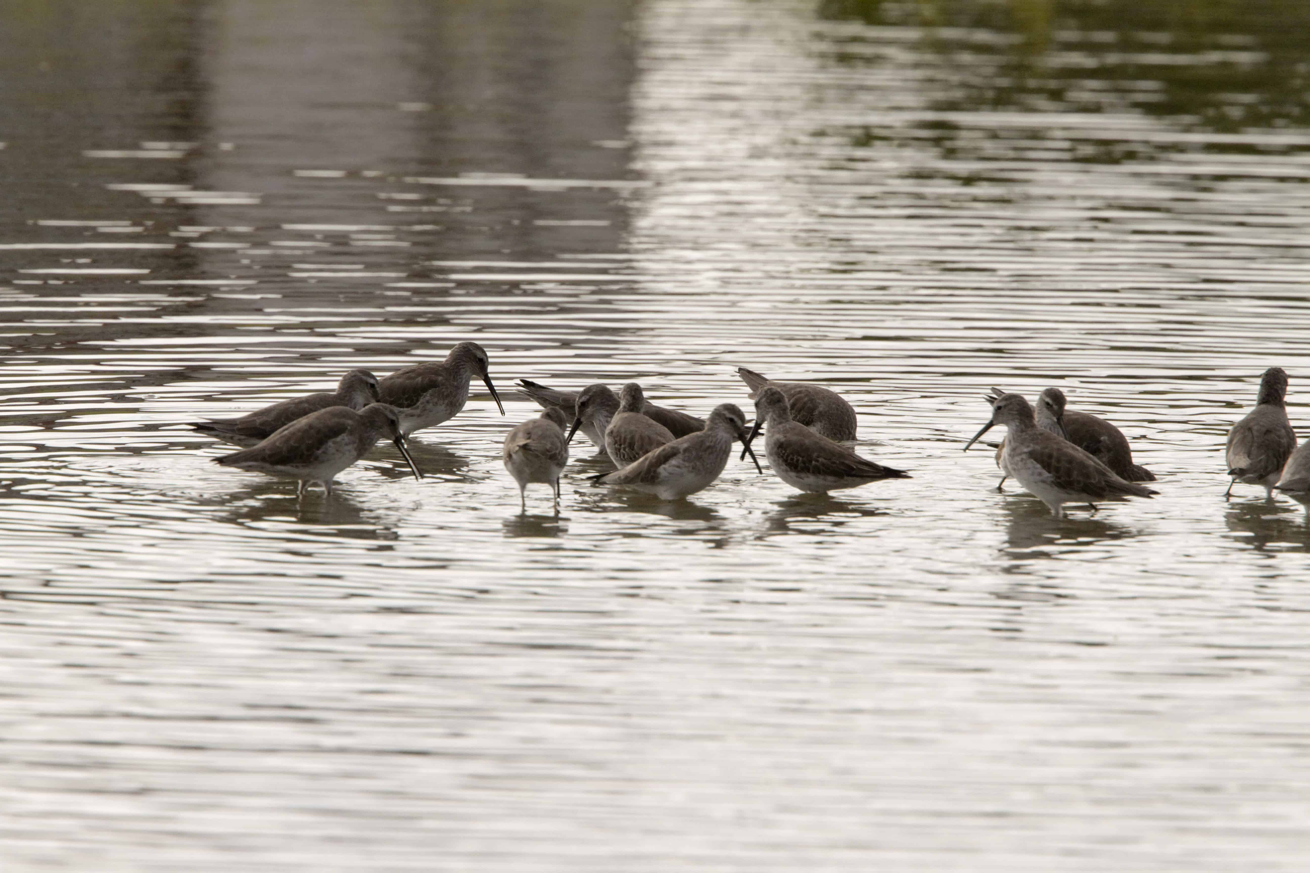 A migrant shorebird: stilt sandpipers at Salt Cay; the salt-pans here and at Grand Turk and South Caicos support internationally important numbers migrating from Canadian breeding grounds to South America.