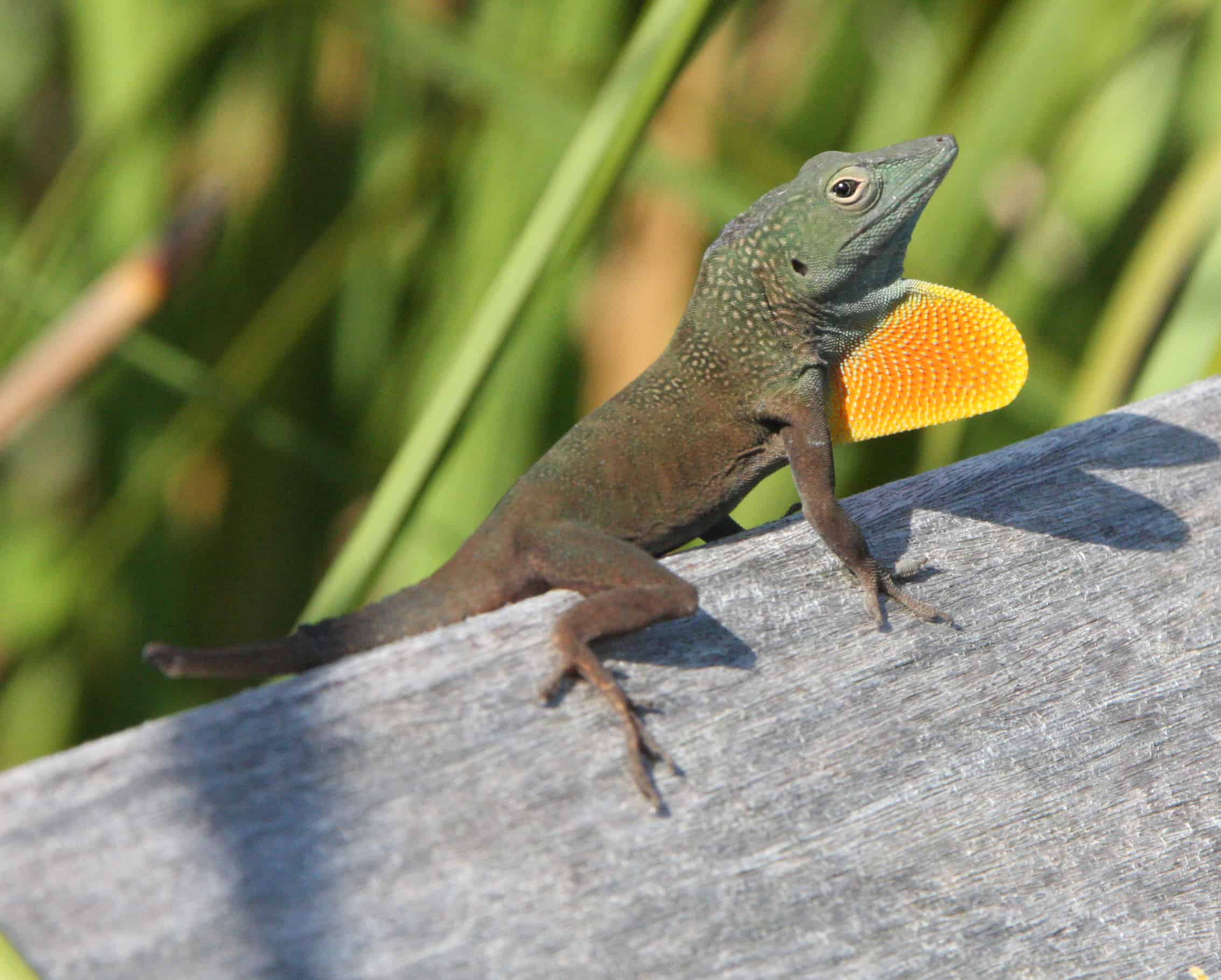 An introduced male anole lizard in display; Copyright: Dr Mike Pienkowski