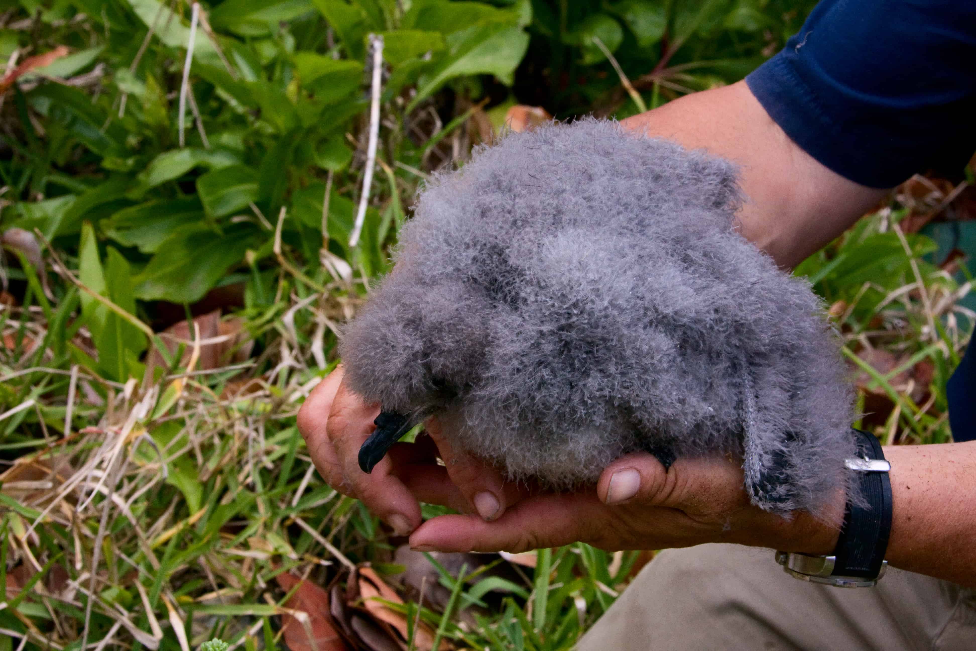 Dr Jeremy Madeiros holds one of the first Bermuda petrels in over 300 years to be reared naturally on Nonsuch Island. Its parents had been translocated as chicks to the island, and matured at sea before returning to breed. Copyright: Dr Mike Pienkowski
