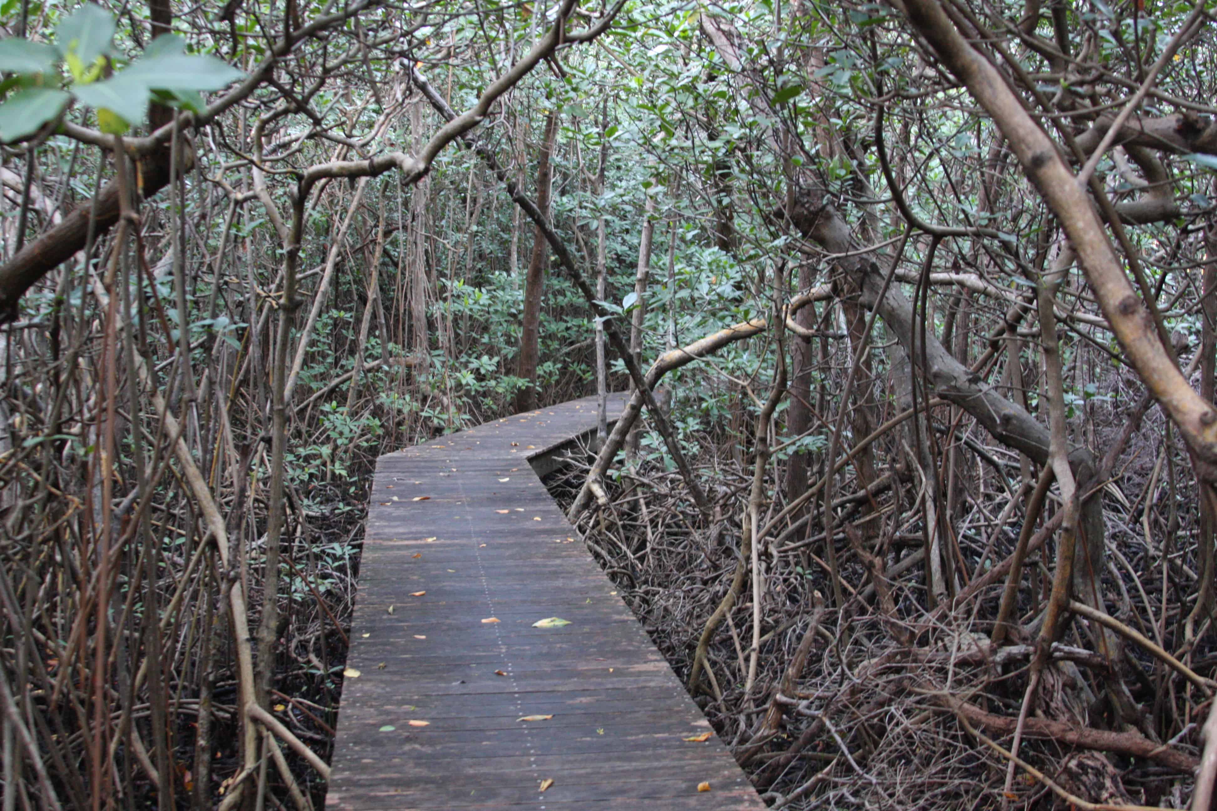 Interpretative walkway through one of the mangrove areas, greatly threatened in BVI. Copyright: Dr Mike Pienkowski
