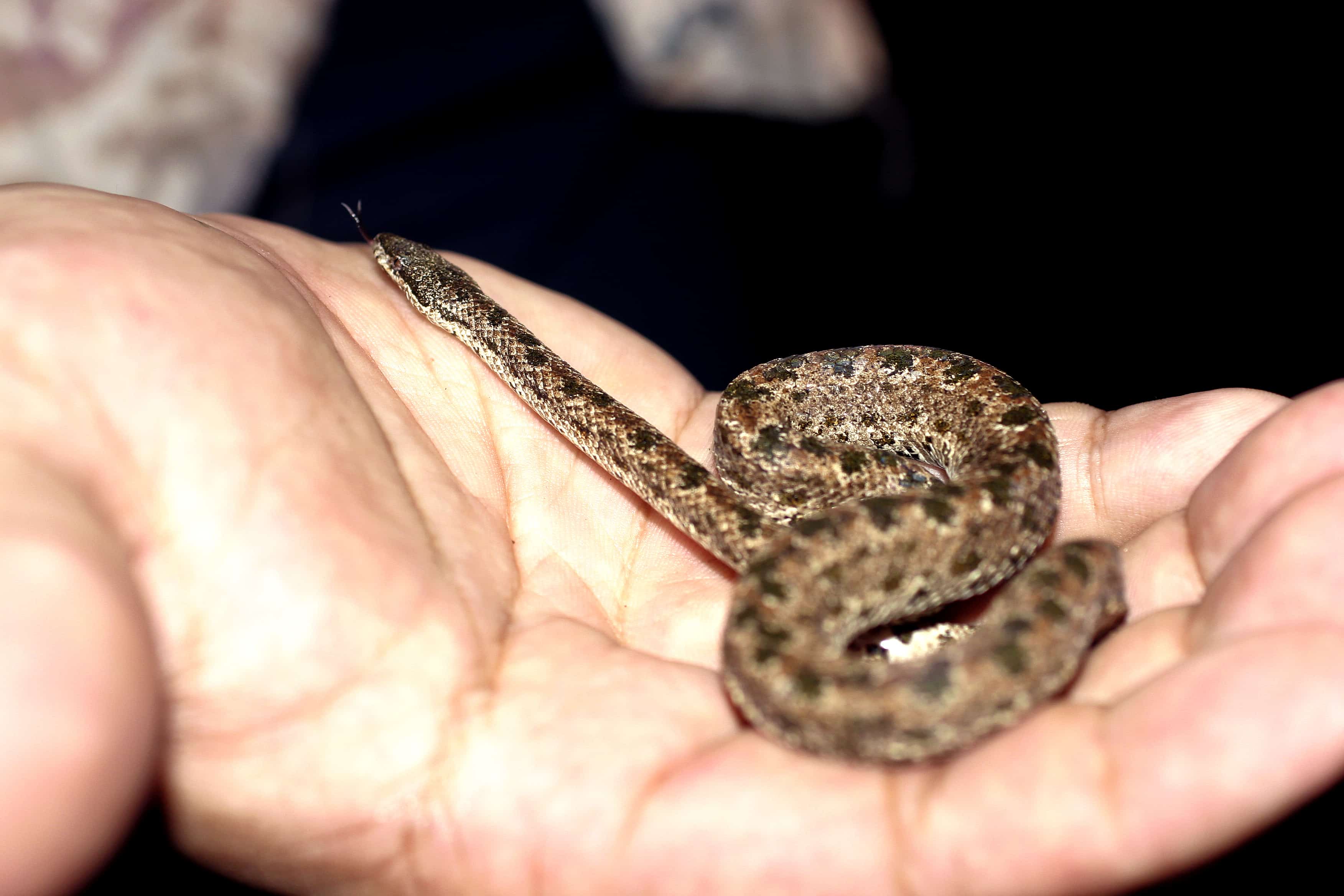 Endemic Caicos pygmy boa Tropidophis greenwayi, the smallest constrictor snake in the world. Copyright: Dr Mike Pienkowski