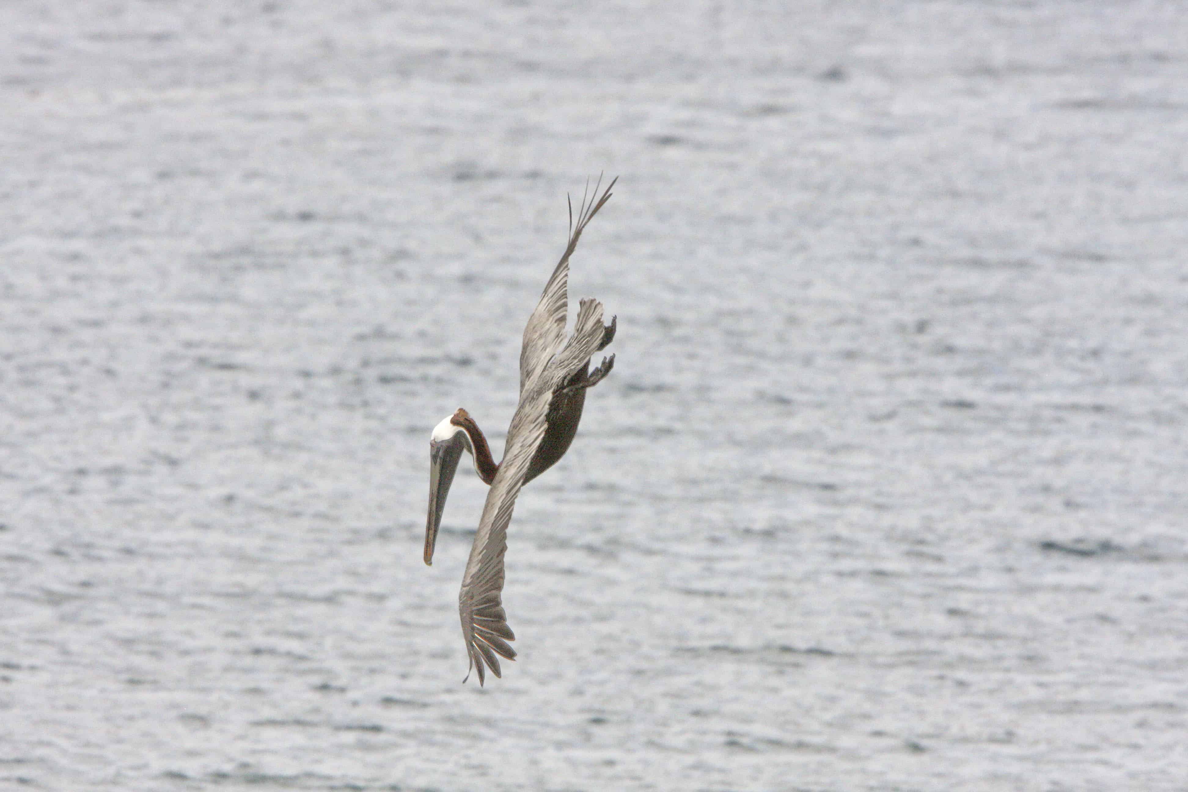 Brown pelican dives to catch one. Copyright: Dr Mike Pienkowski