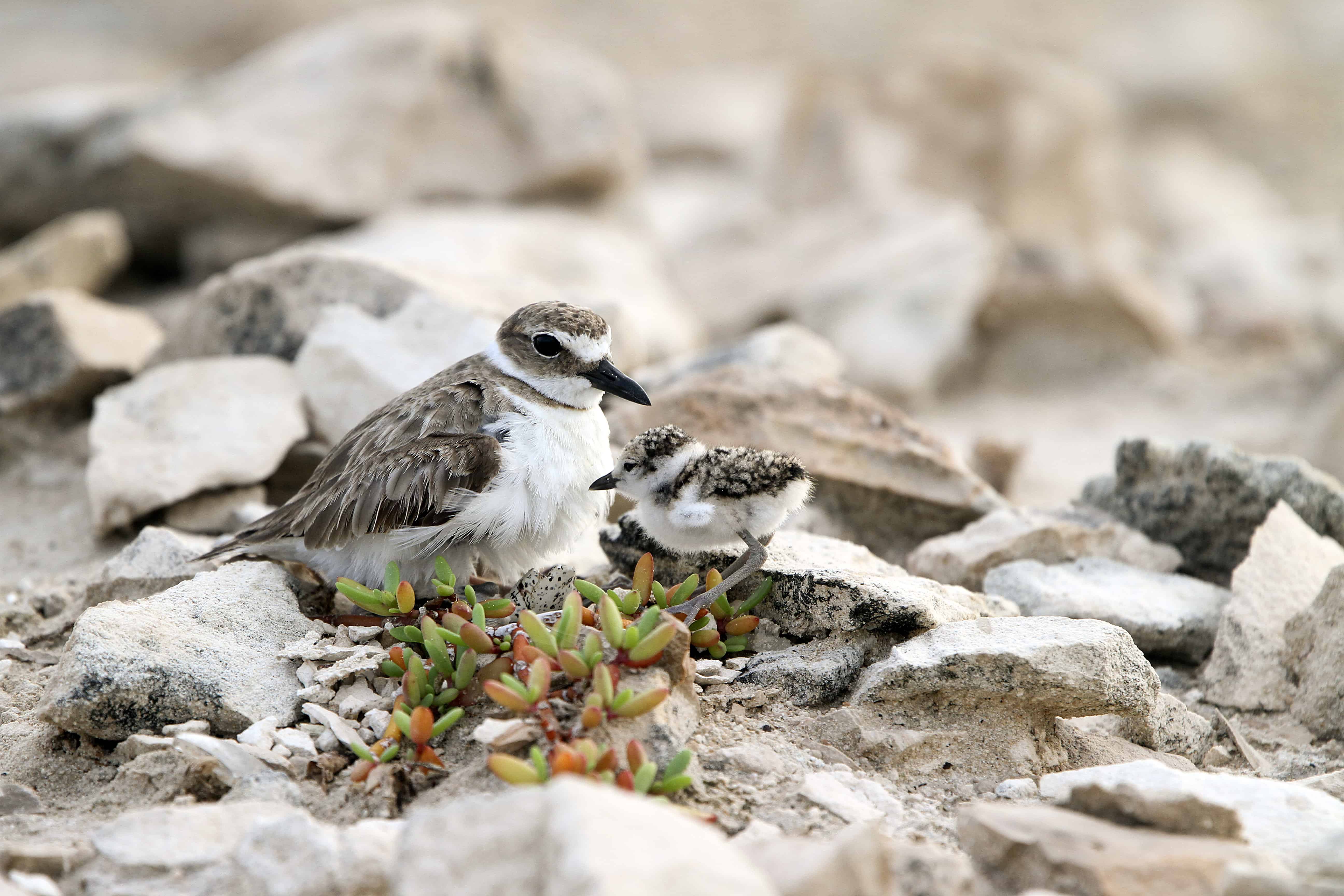 A resident shorebird: Wilson's plover incubating remaining eggs, with newly hatched chick; Copyright: Dr Mike Pienkowski