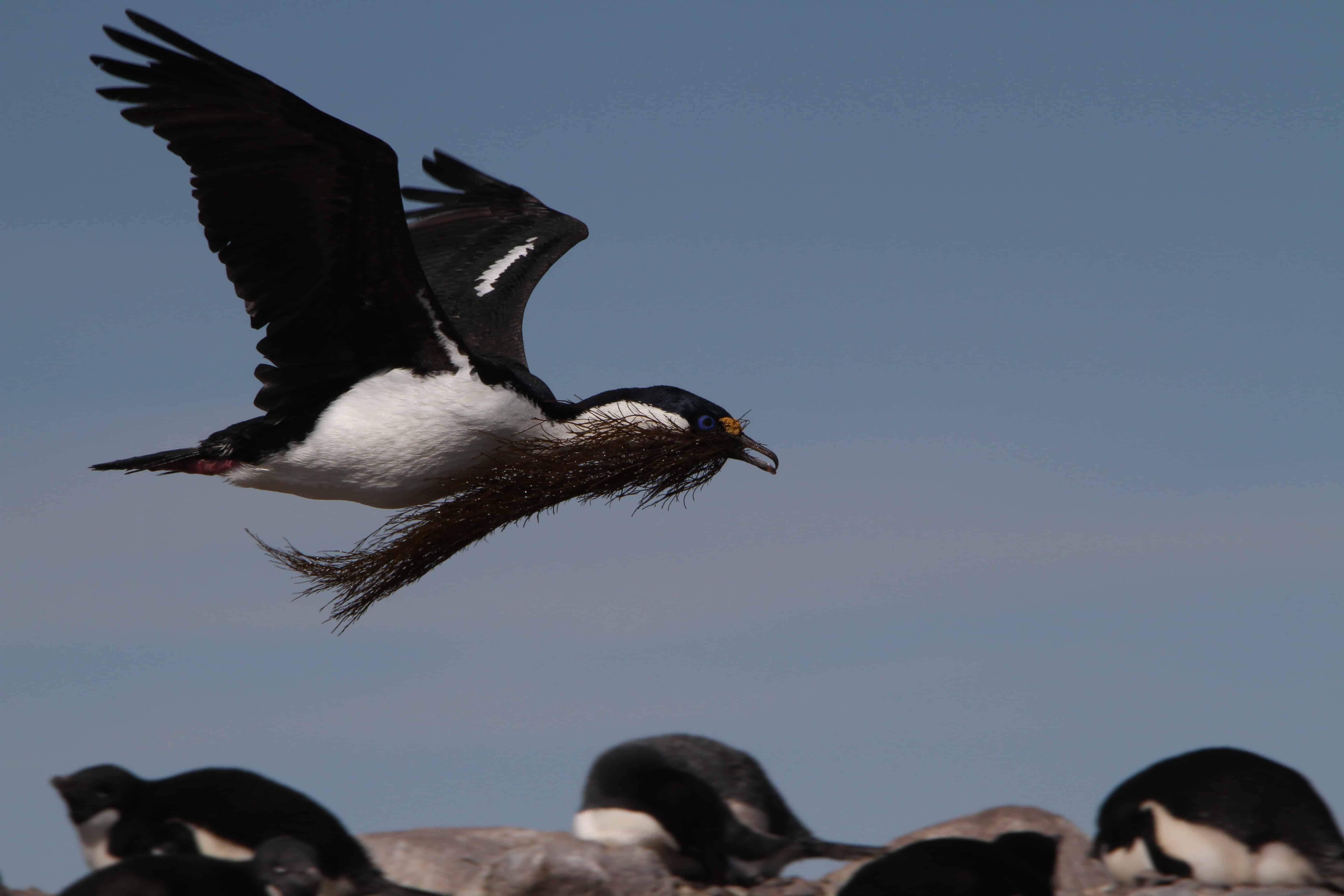 Antarctic shag brings nesting material from shore and over Adélie penguin colony, NE Antarctic Peninsula. Copyright: Dr Mike Pienkowski