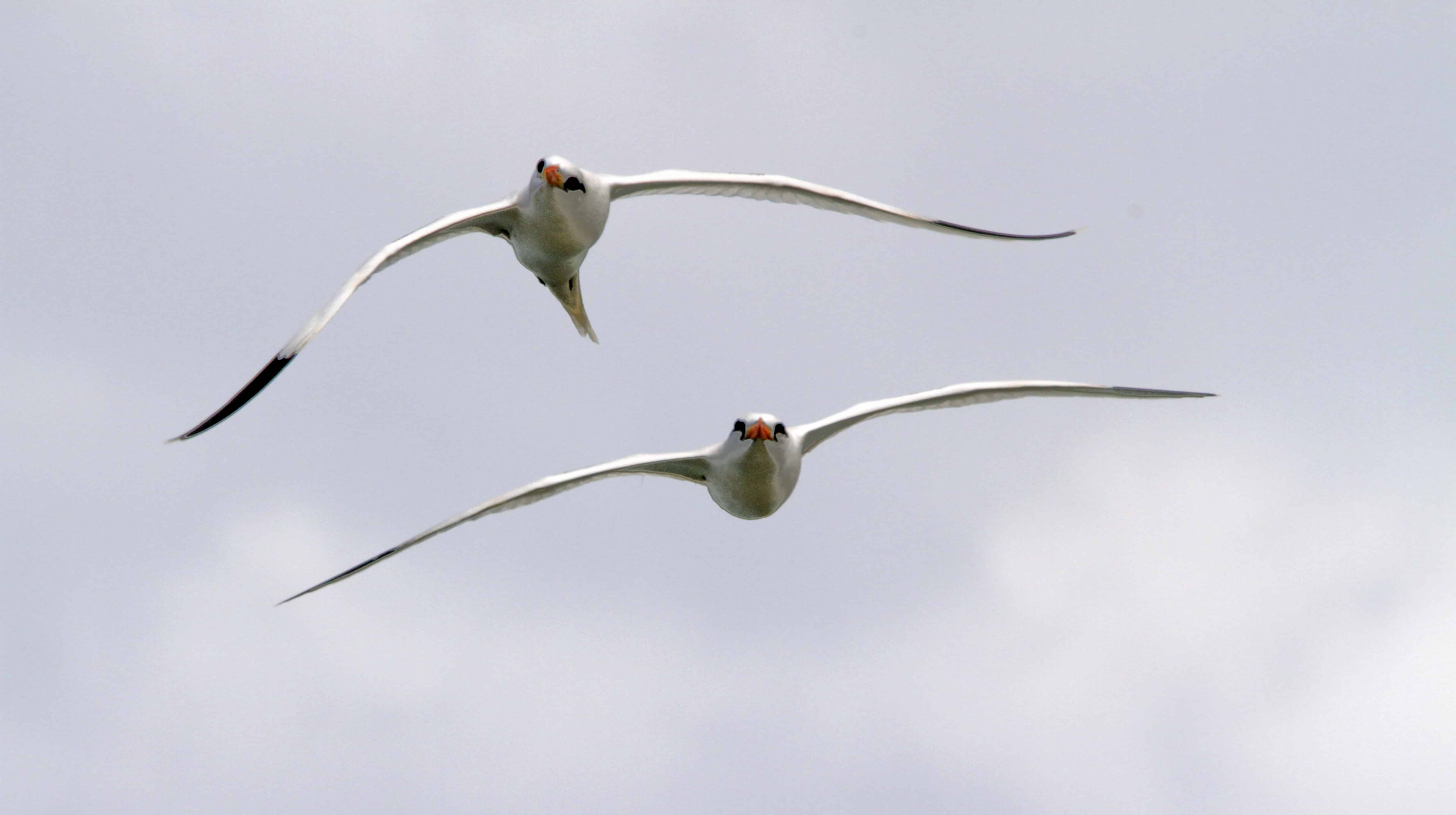 Pair of white-tailed tropicbirds in display, Middle Caicos. Copyright: Dr Mike Pienkowski
