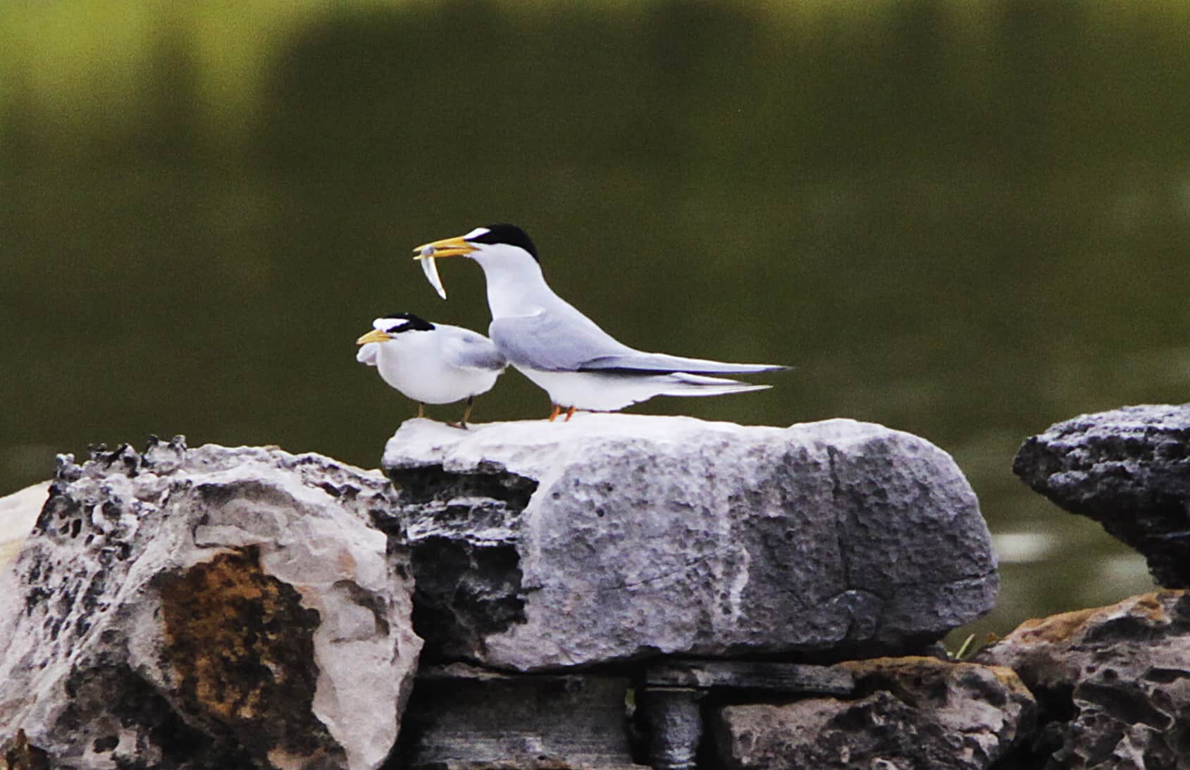 Male least tern brings fish for his mate as part of the display and help to egg production. Copyright: Dr Mike Pienkowski