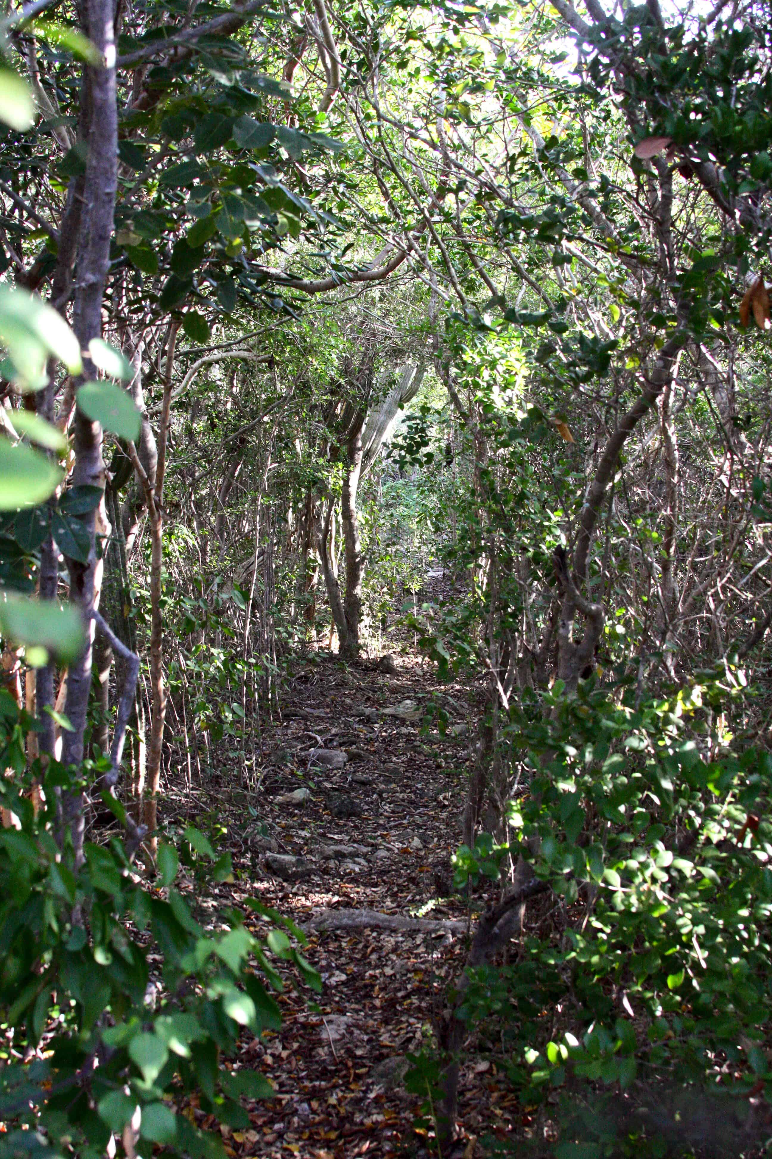 UKOTCF-designed nature trail through the tropical dry woodland, Middle Caicos;