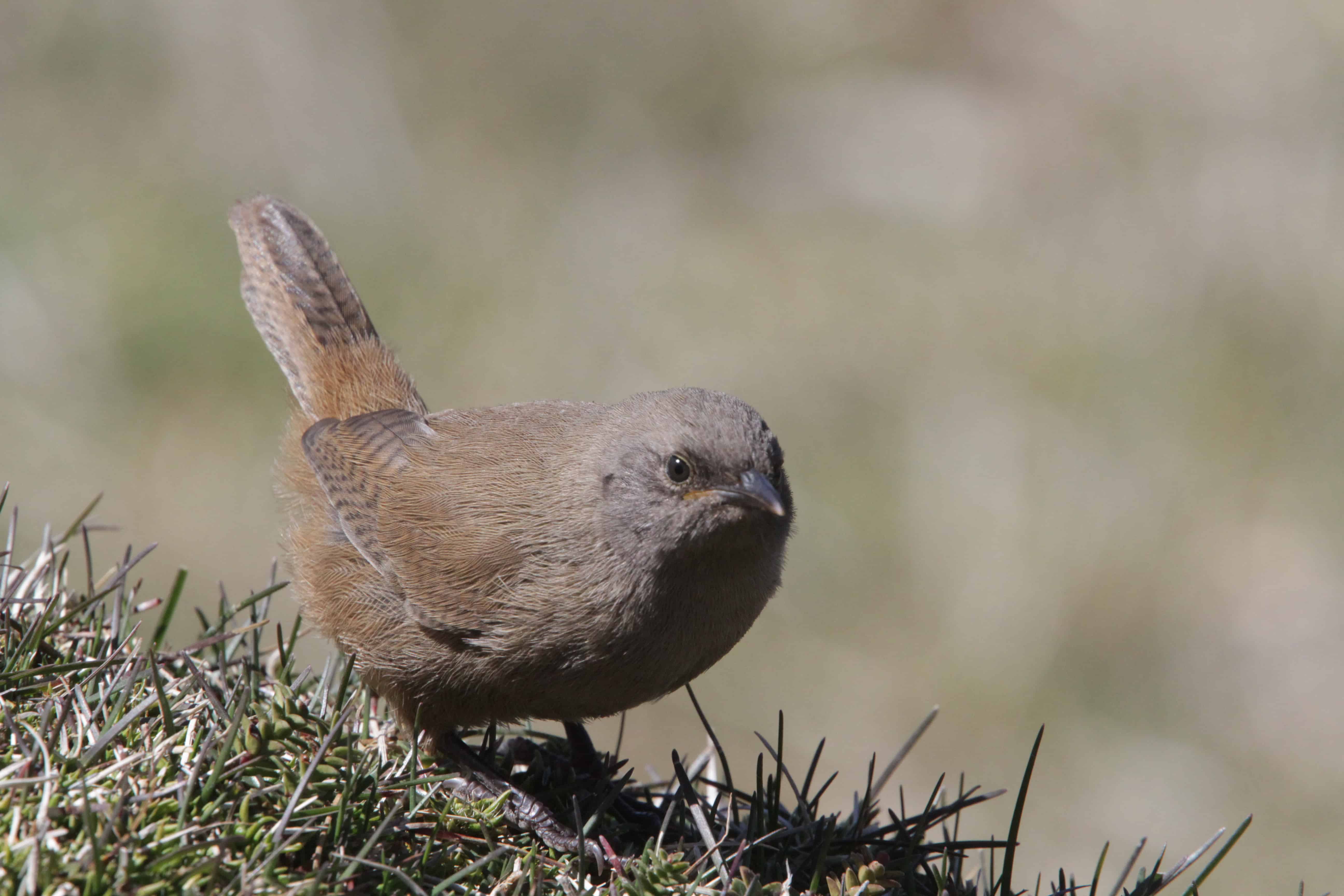 Cobb's wren Troglodytes cobbi, subspecies endemic to the Falklands.