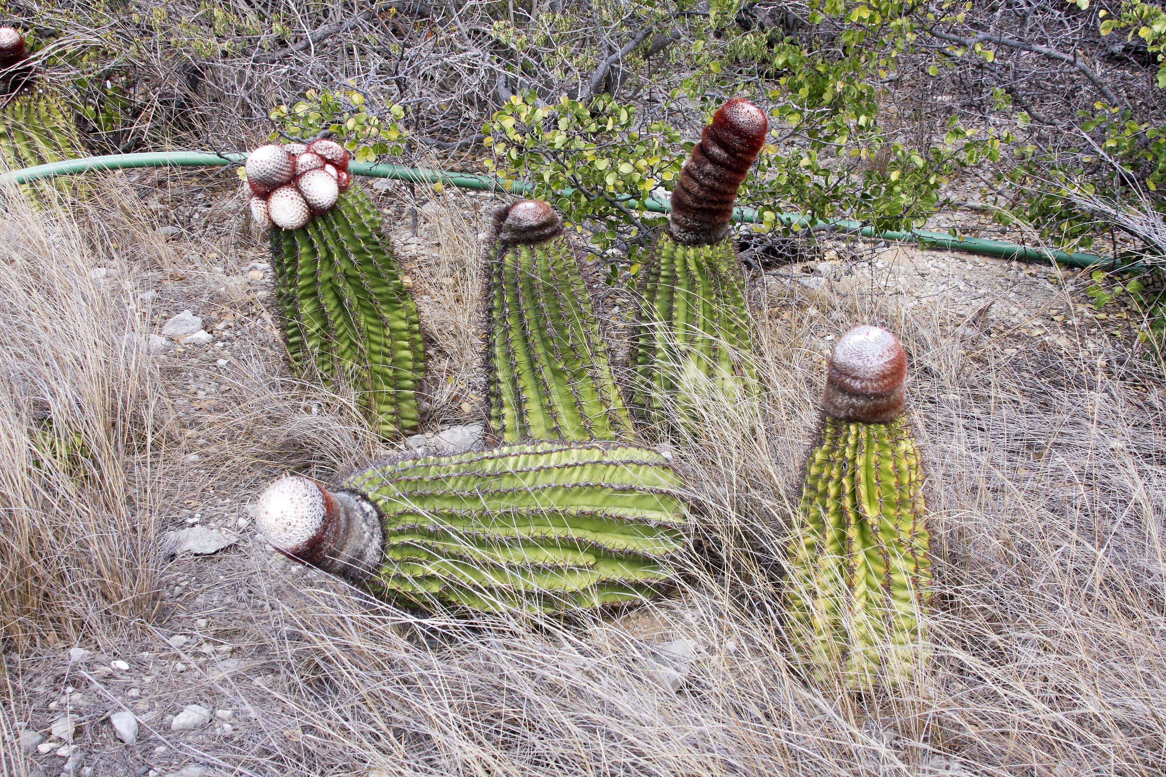 Turks head cacti; Copyright: Dr Mike Pienkowski