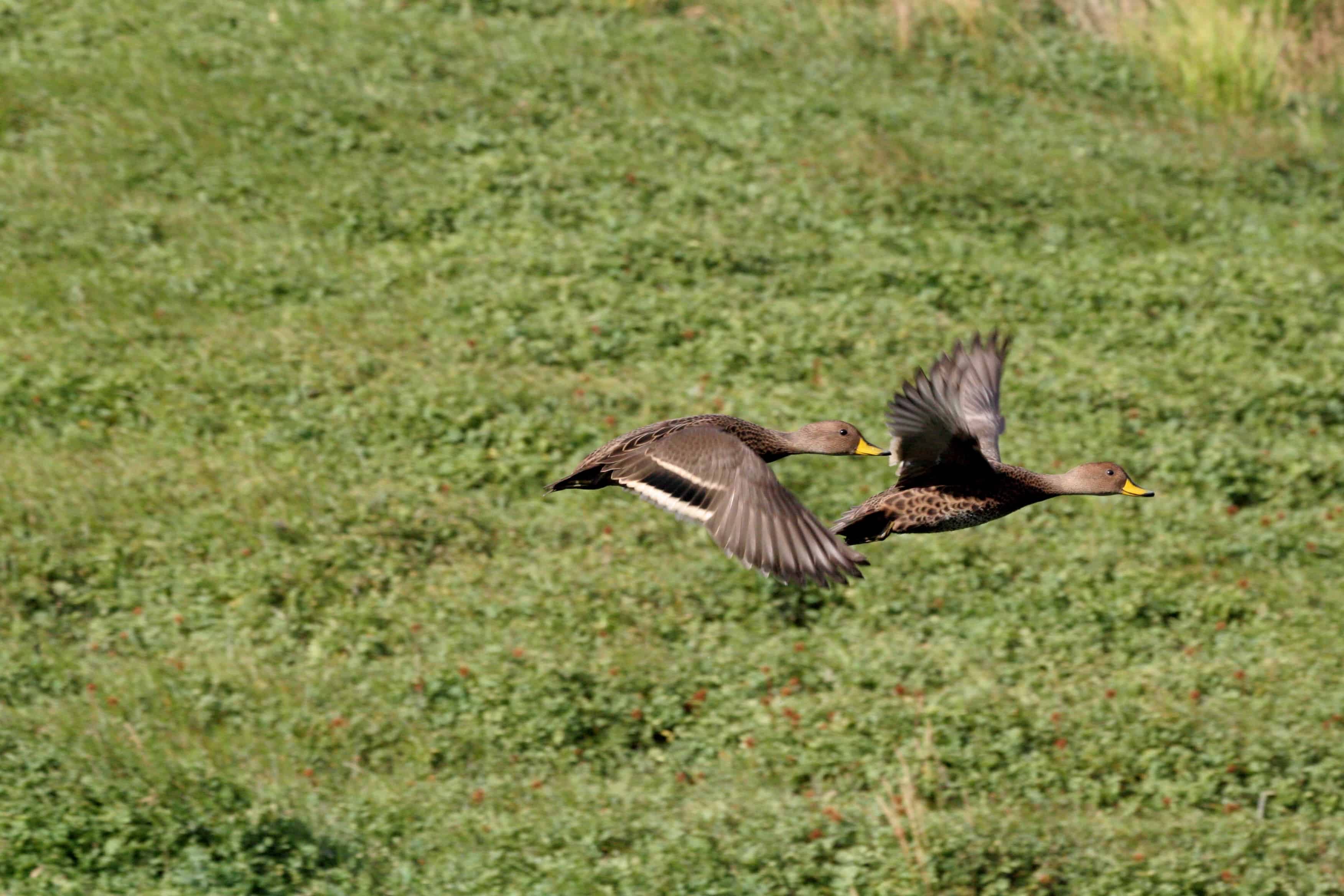 Pair of endemic South Georgia pintail subspecies, Grytviken. South Georgia Heritage Trust's successful initiative to eradicate introduced rodent means that ducklings (and young of other species) are now surviving again in this and other restored areas. Copyright: Dr Mike Pienkowski