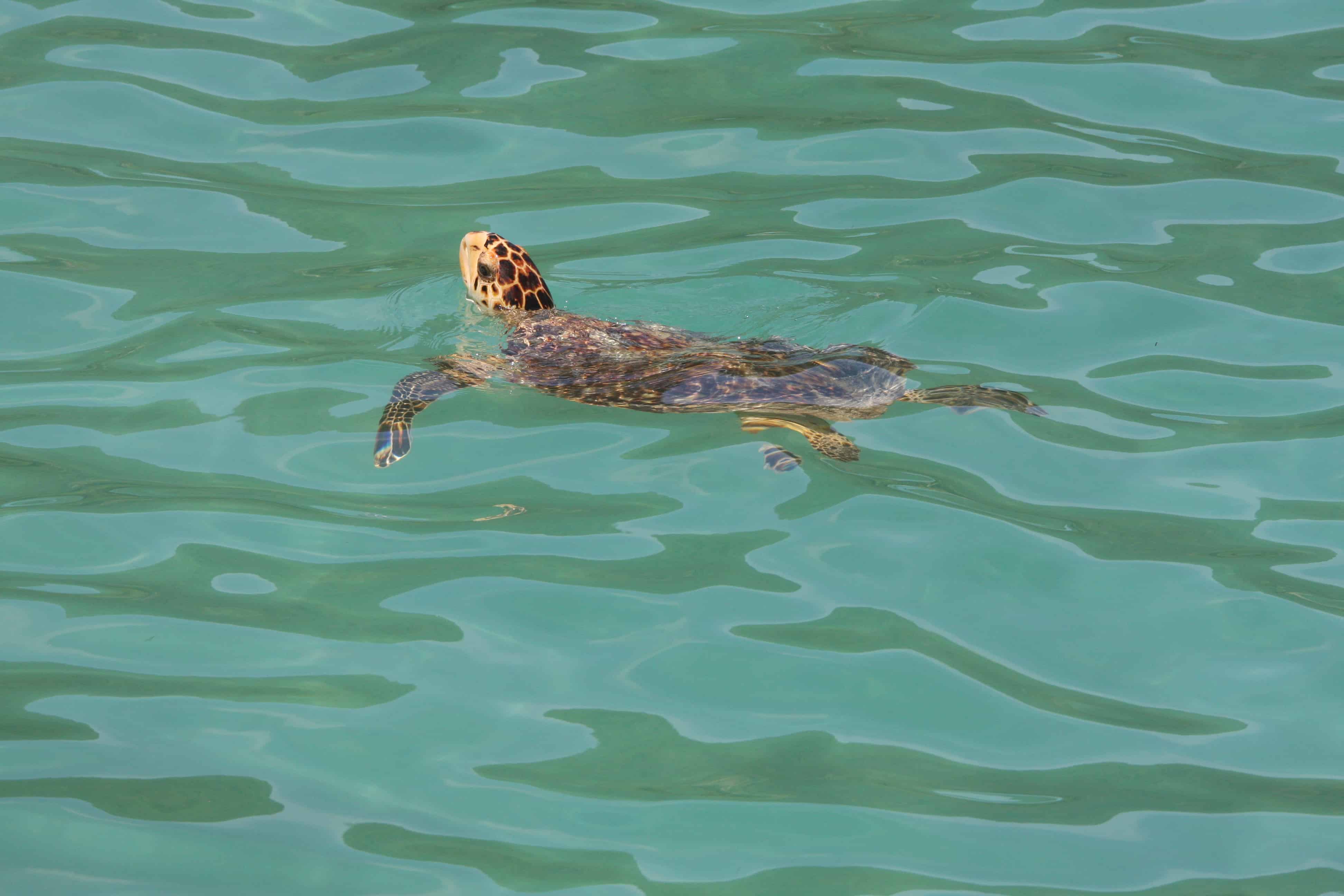 Green turtle at Jost Van Dyke. Copyright: Dr Mike Pienkowski