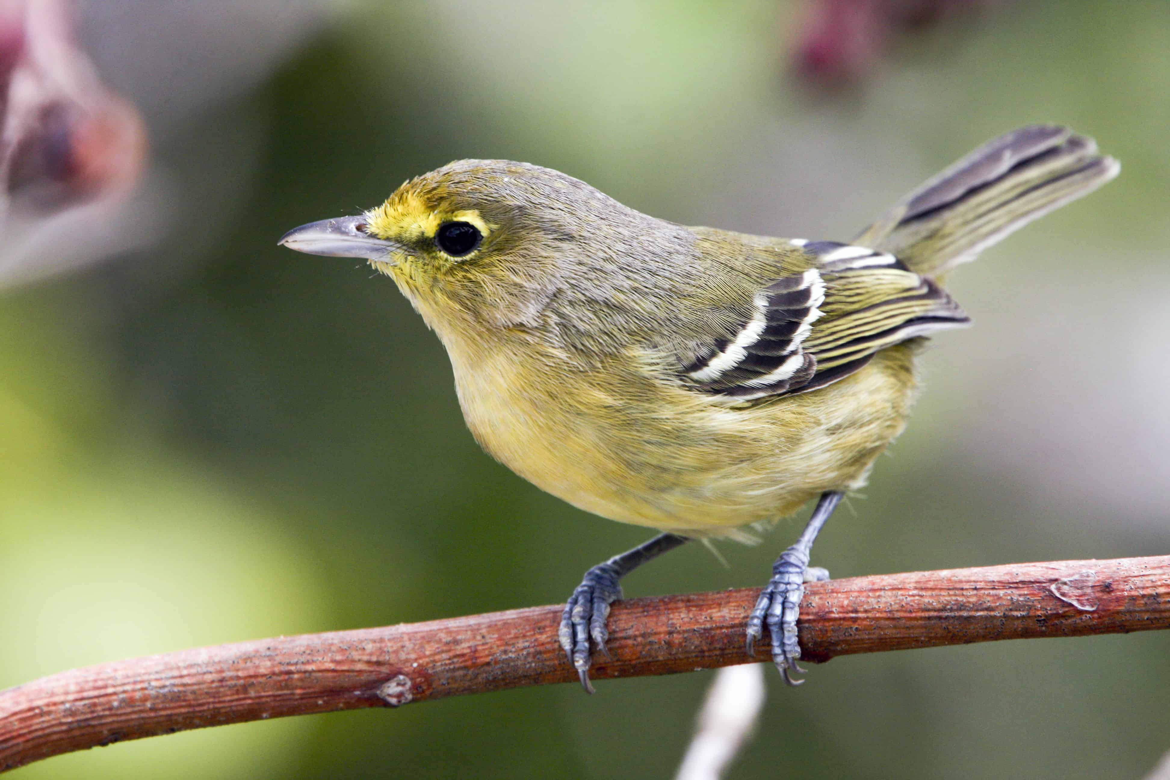Thick-billed vireo, a subspecies restricted to TCI; it is abundant in the dry forest and a remarkably varied songster;