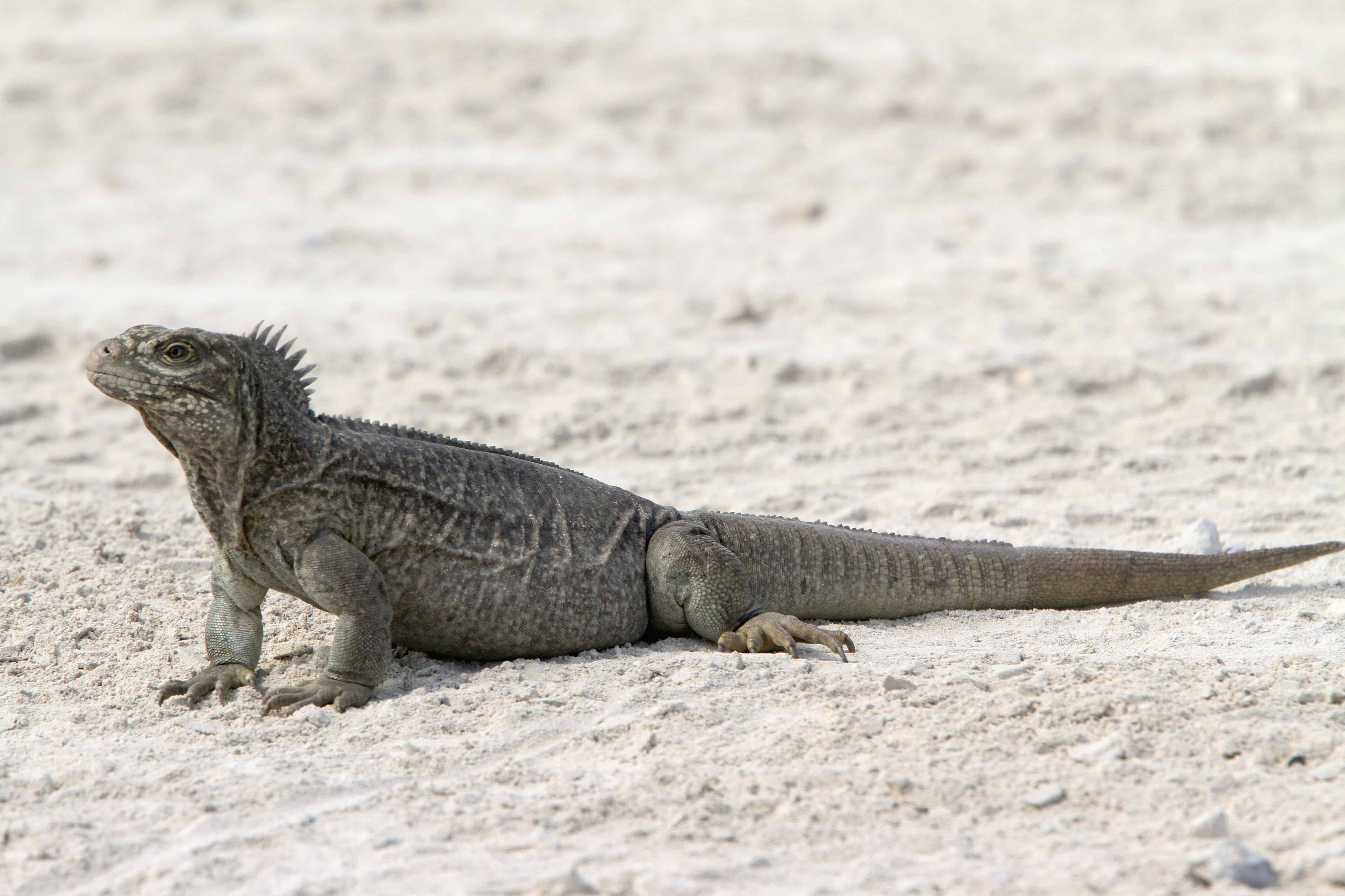 TCI rock iguana at Little Water Cay; Copyright: Dr Mike Pienkowski
